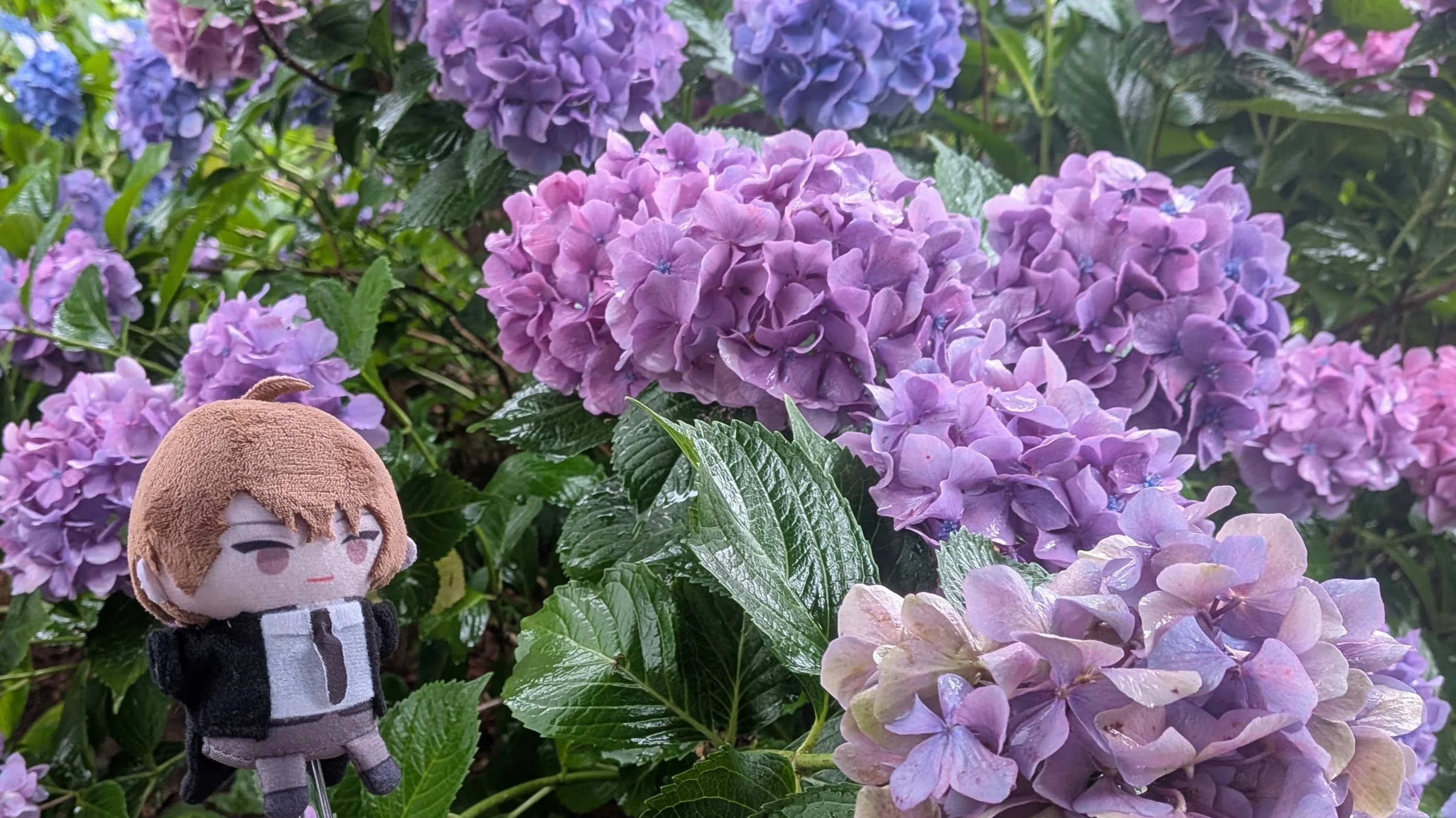 雨と紫陽花とぬい｜くろまる｜ぬい活と裁縫
