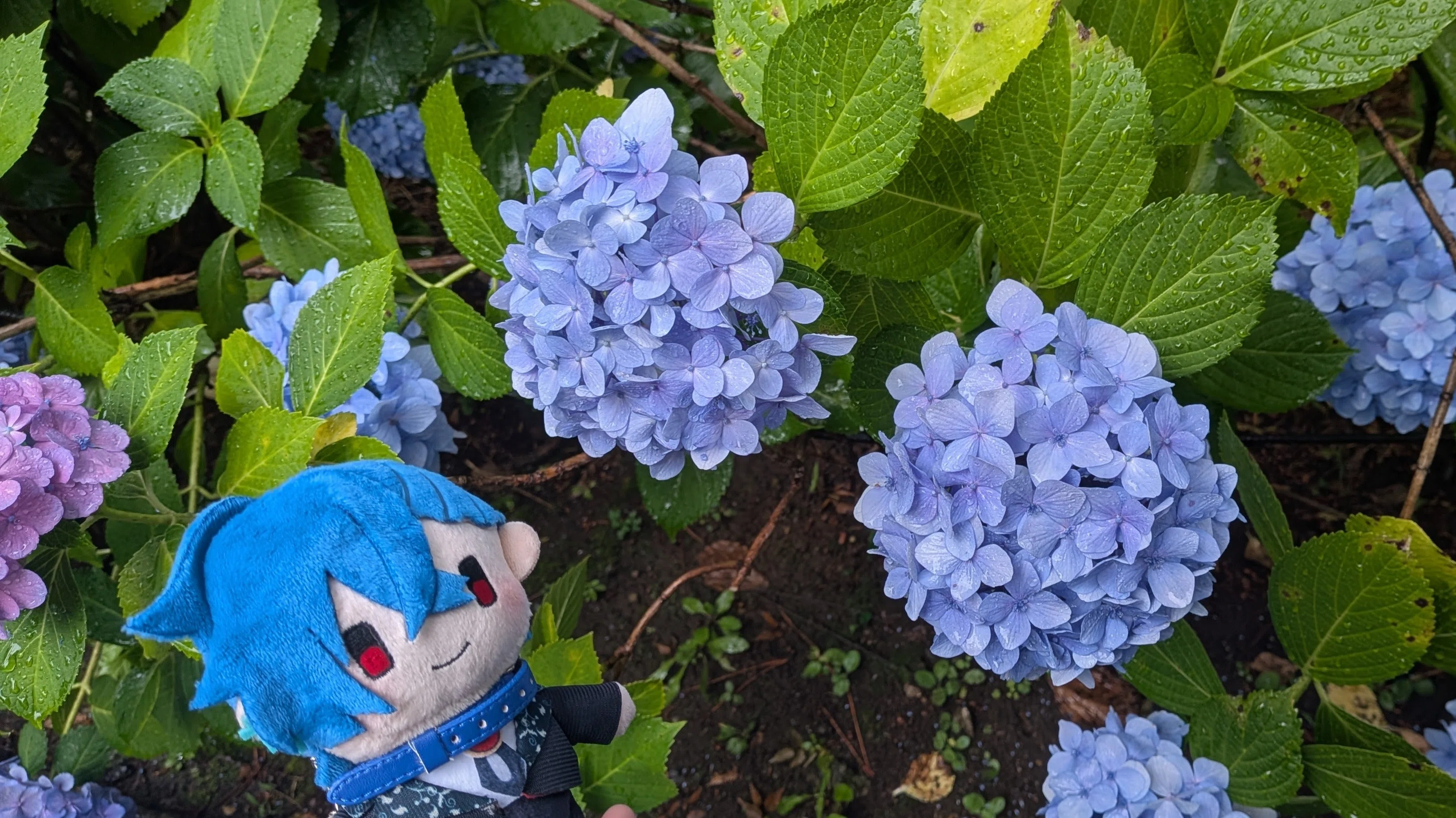 雨と紫陽花とぬい｜くろまる｜ぬい活と裁縫