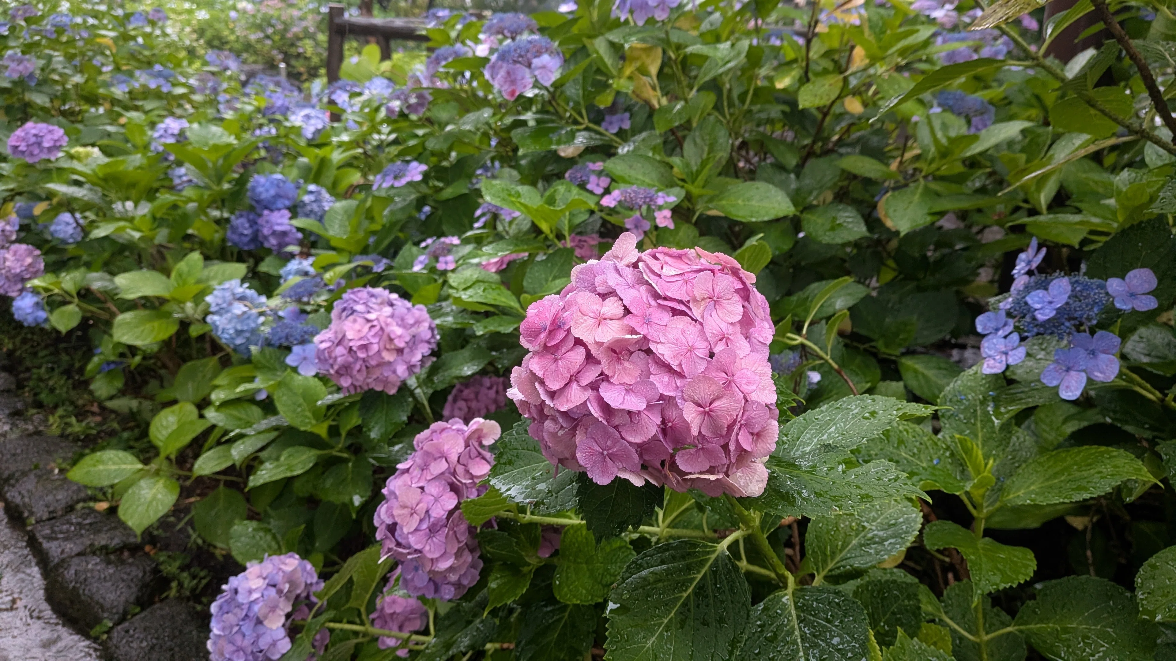雨と紫陽花とぬい｜くろまる｜ぬい活と裁縫