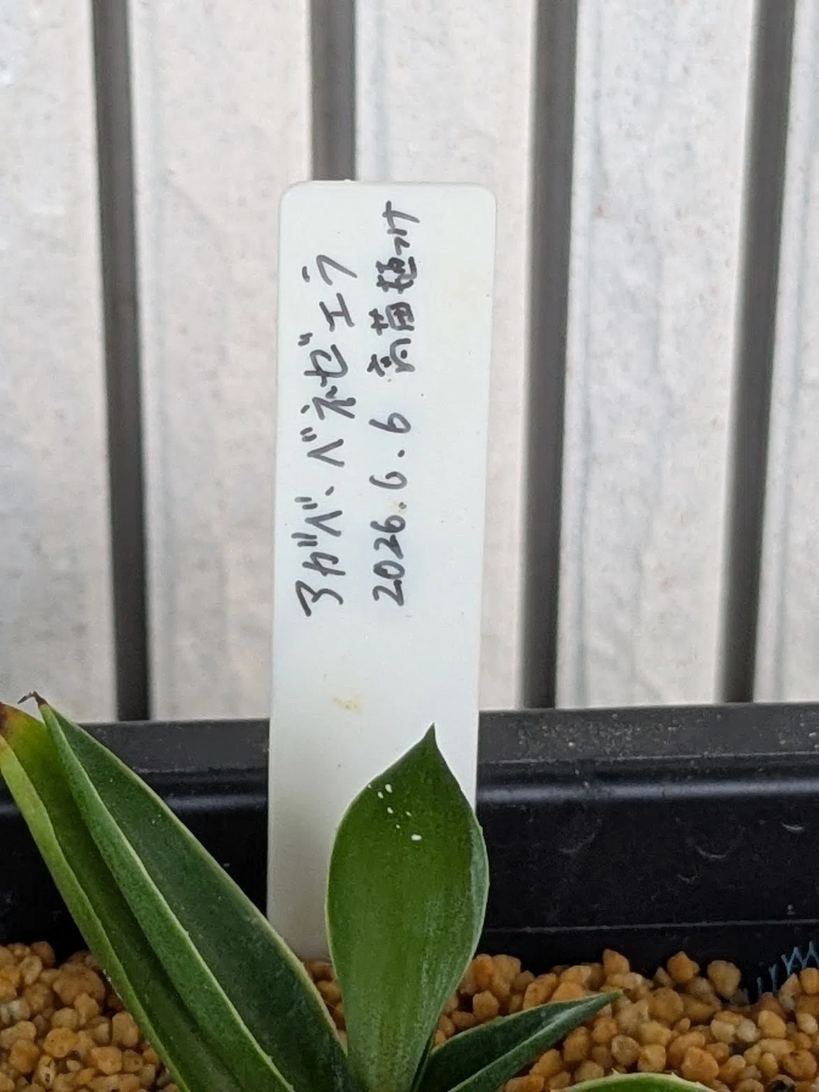 驚きの発見！腰水管理中のアガベ（高苗）に可愛いお花が咲きました｜島