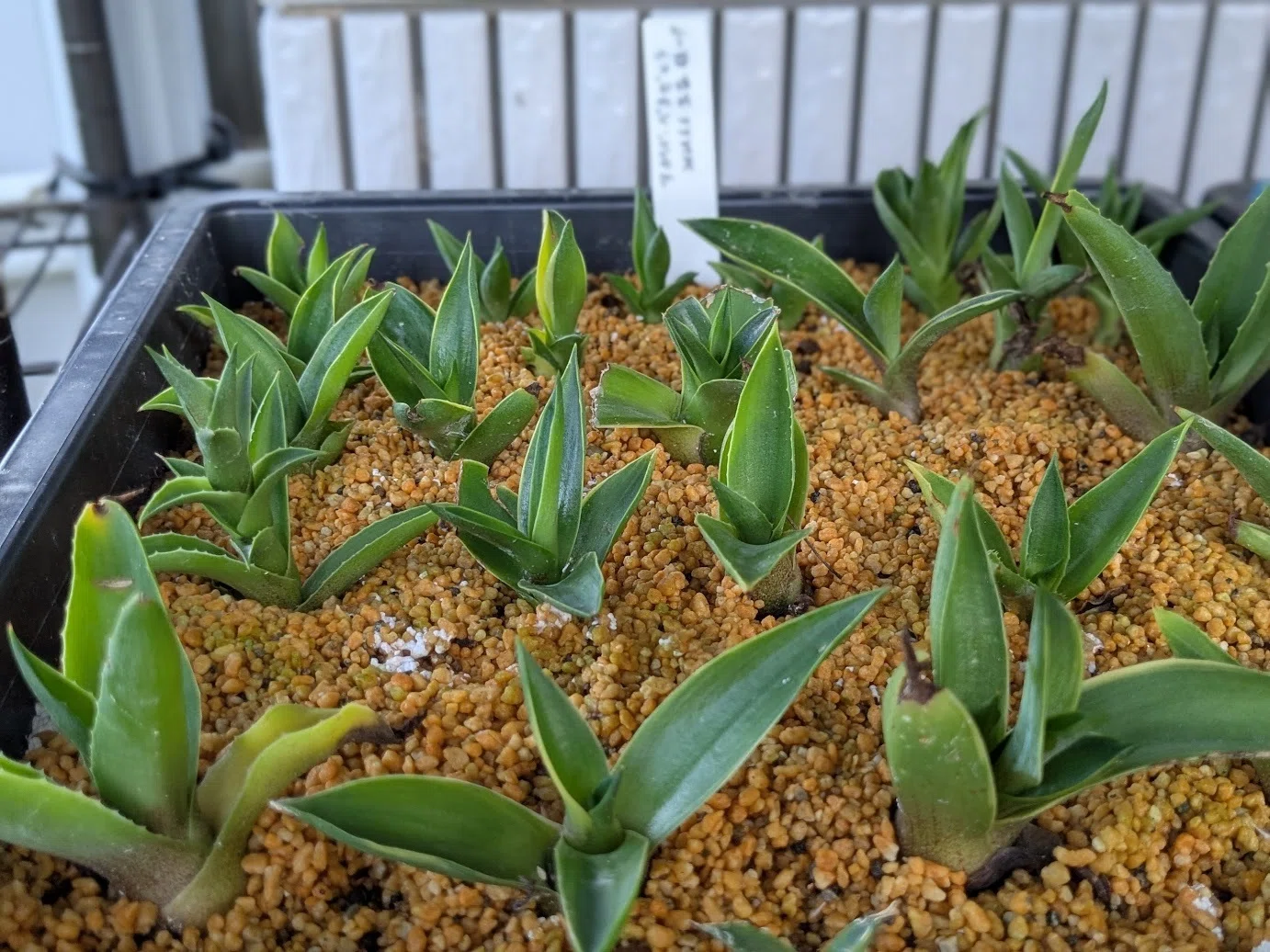 驚きの発見！腰水管理中のアガベ（高苗）に可愛いお花が咲きました｜島