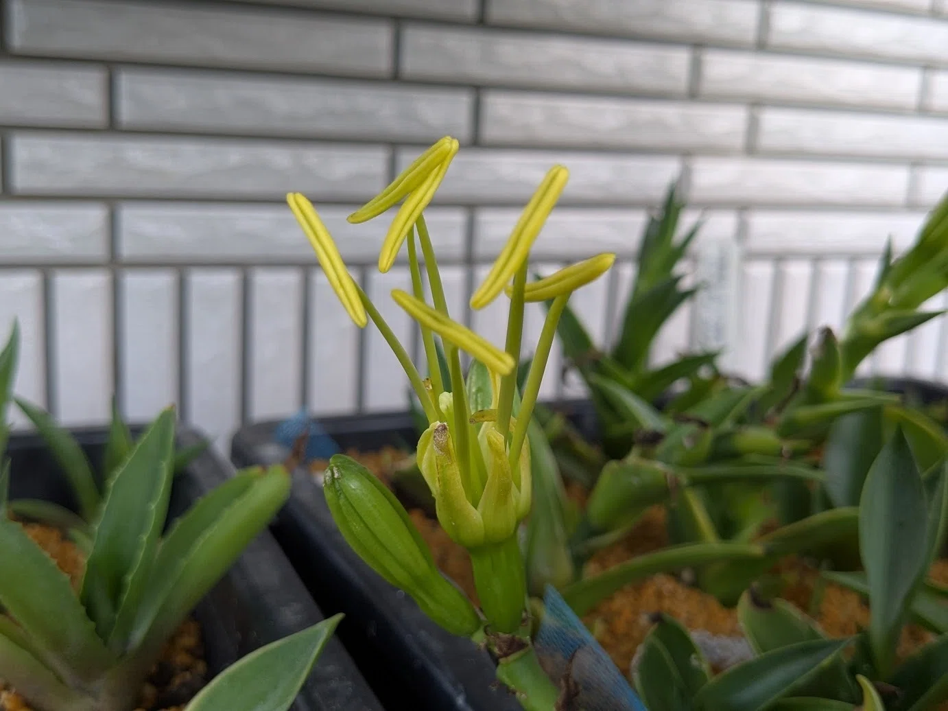 驚きの発見！腰水管理中のアガベ（高苗）に可愛いお花が咲きました｜島