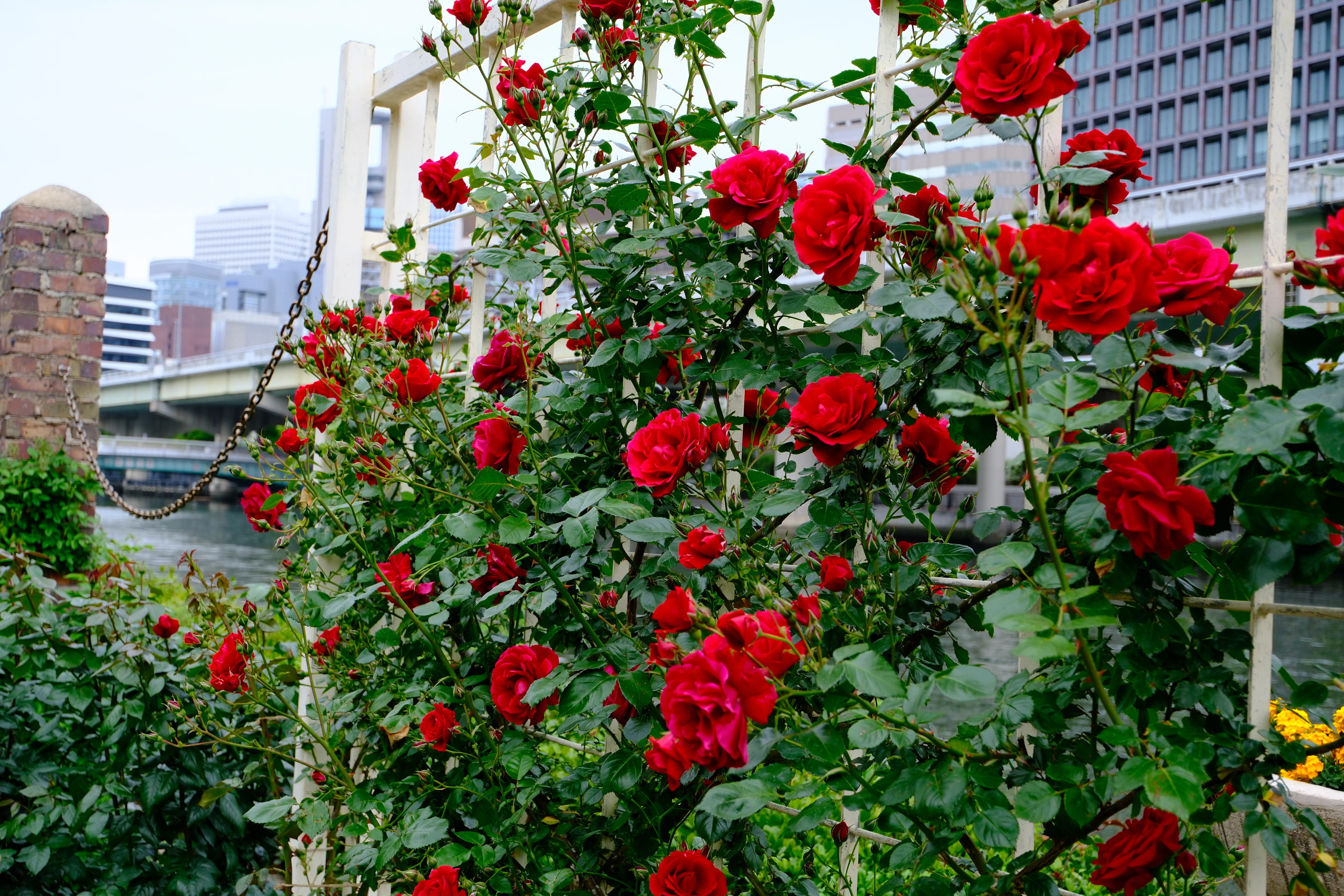📷X-T30III × 🌹中之島バラ園 ｜ 🇩🇪ジンパティー（Sympathie）｜ぱぽ