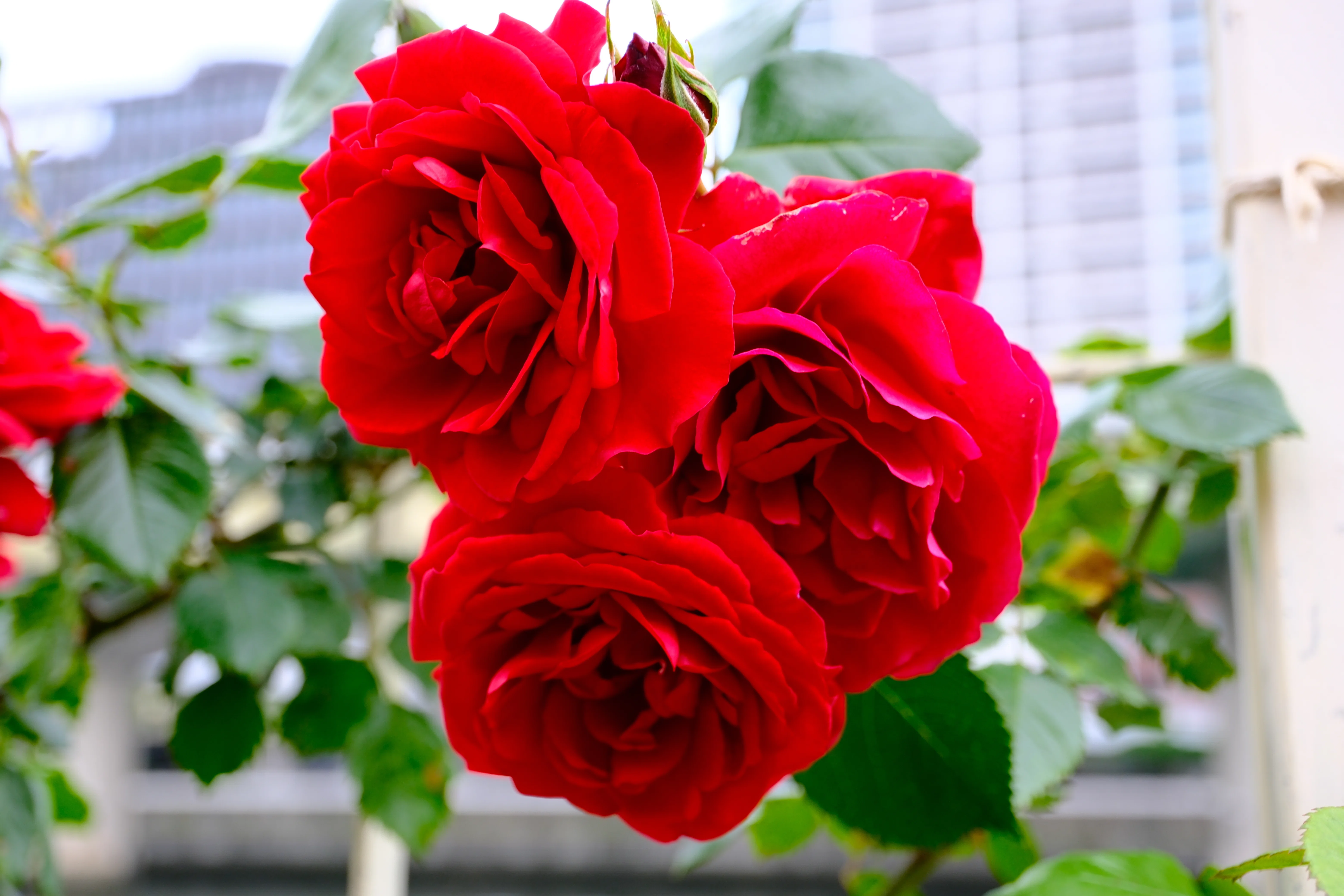 📷X-T30III × 🌹中之島バラ園 ｜ 🇩🇪ジンパティー（Sympathie）｜ぱぽ