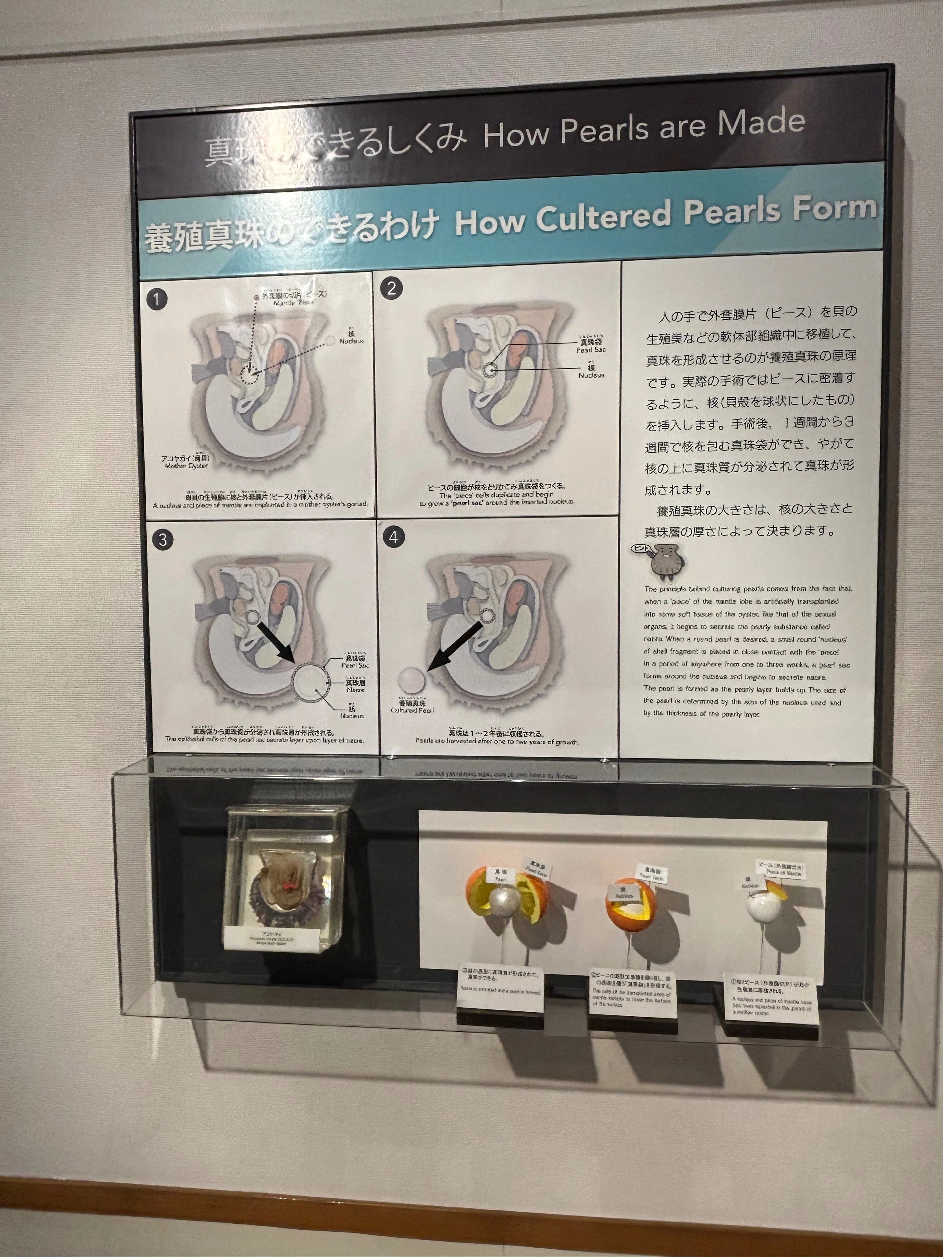 三重1人旅】真珠の見え方が変わった。ミキモト真珠島で出会った情熱｜なな