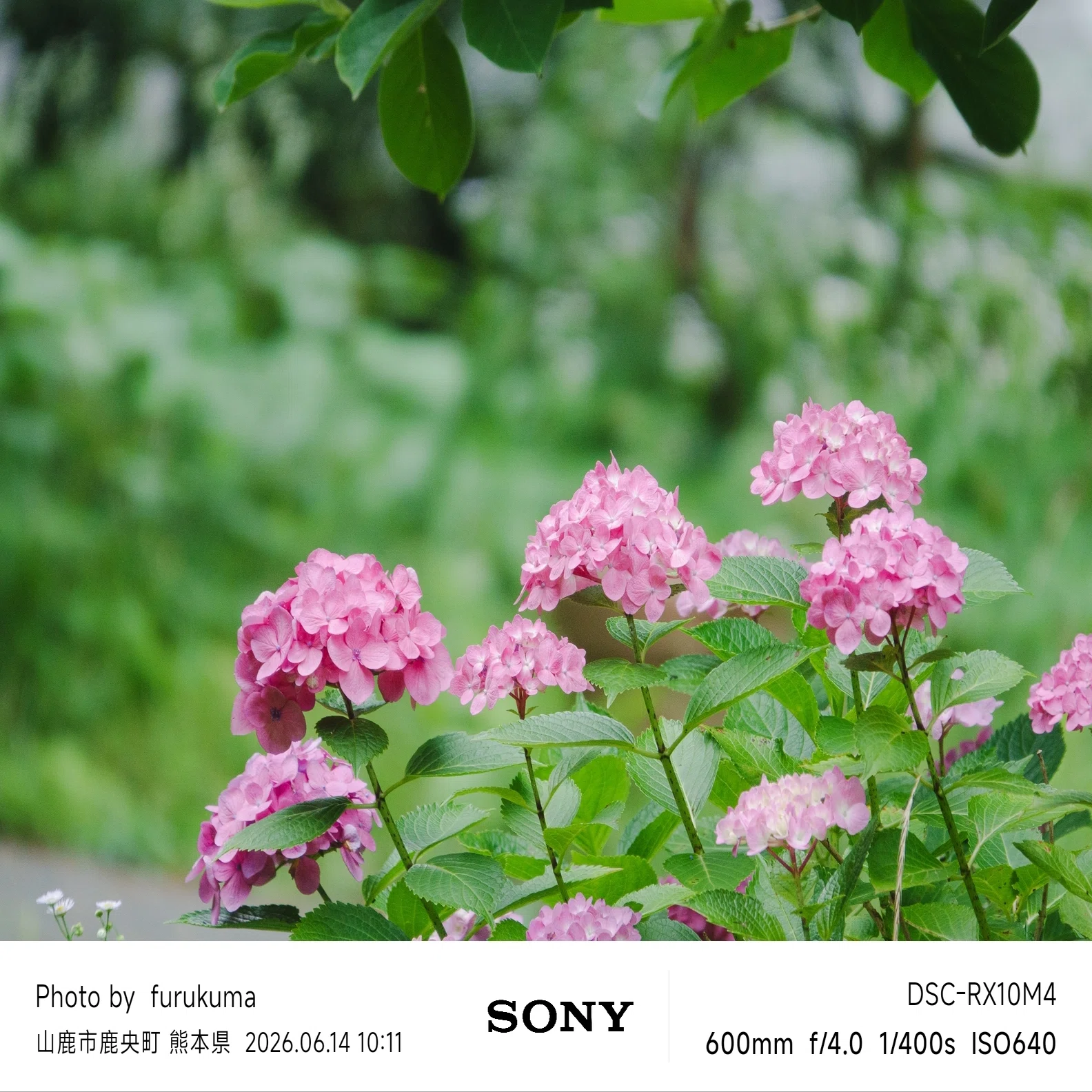 紫陽花 | SONY Cyber-shot RX10M4｜furukuma
