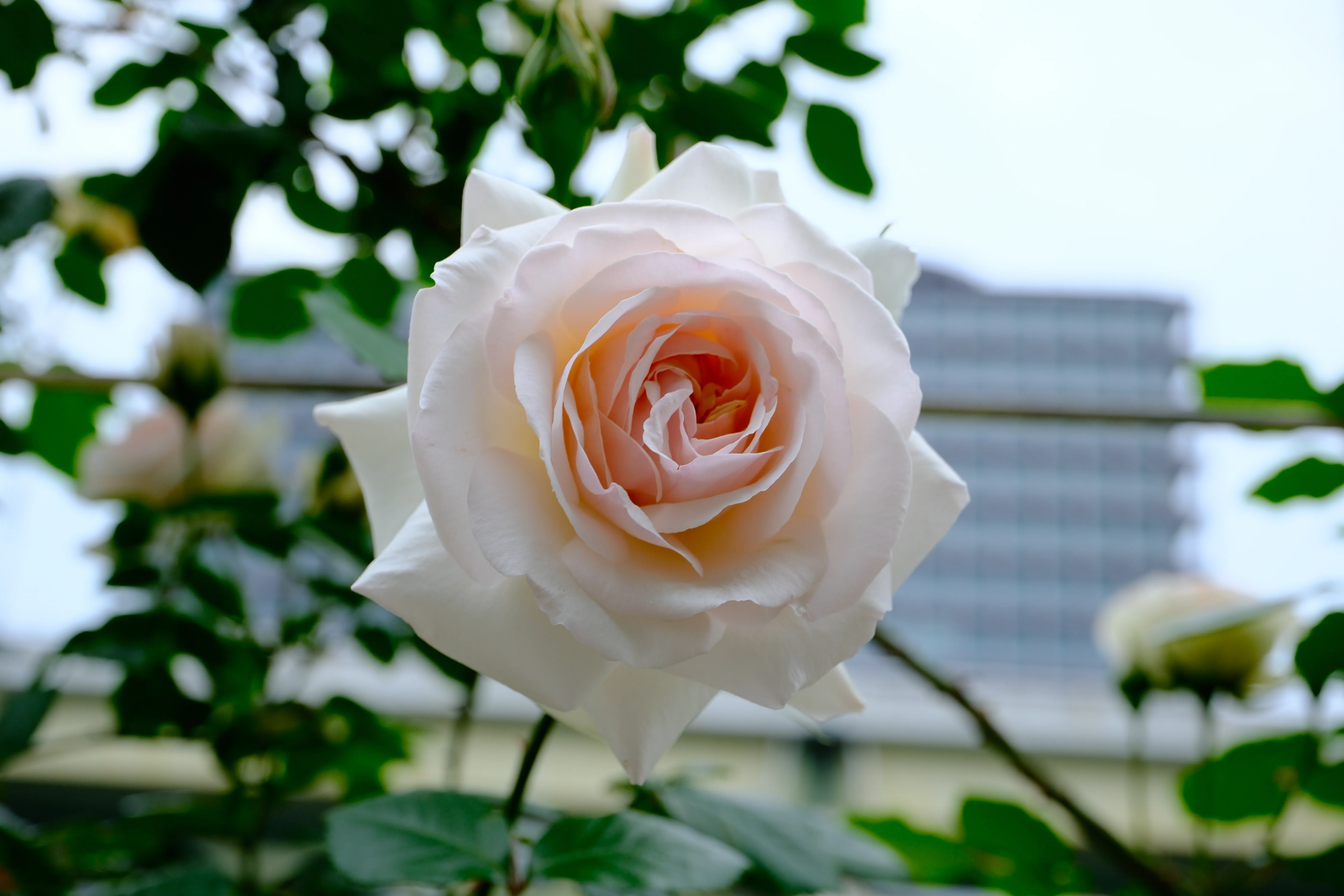 📷X-T30III × 🌹Nakanoshima Rose Garden | 🇮🇪Swan Lake｜ぱぽにゃん