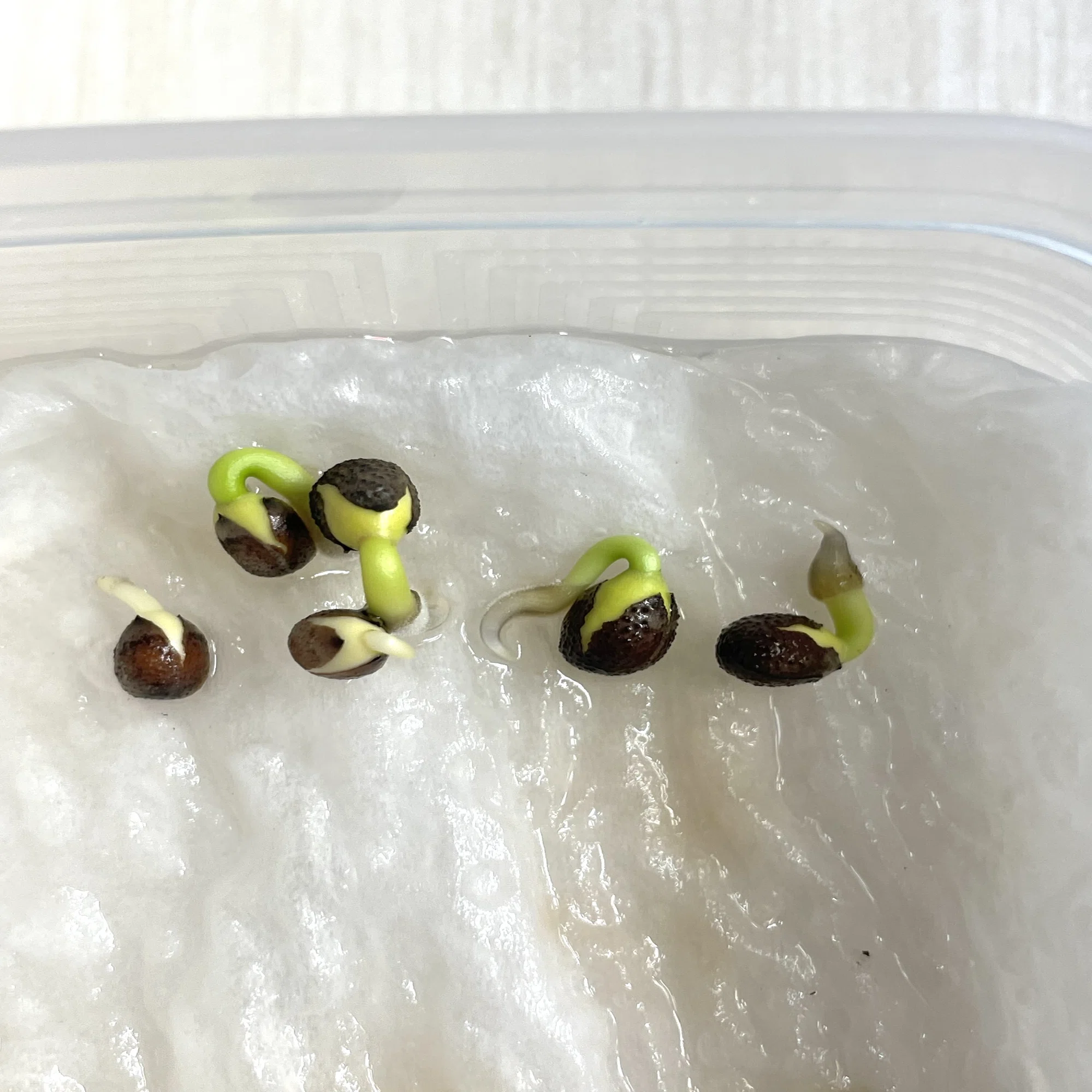 100均で揃う！グラキリスを発芽させるまでの手順。｜マルプランツ