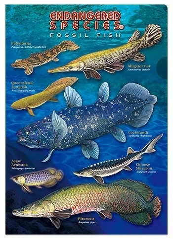 古代魚｜小川孝 Takashi Ogawa
