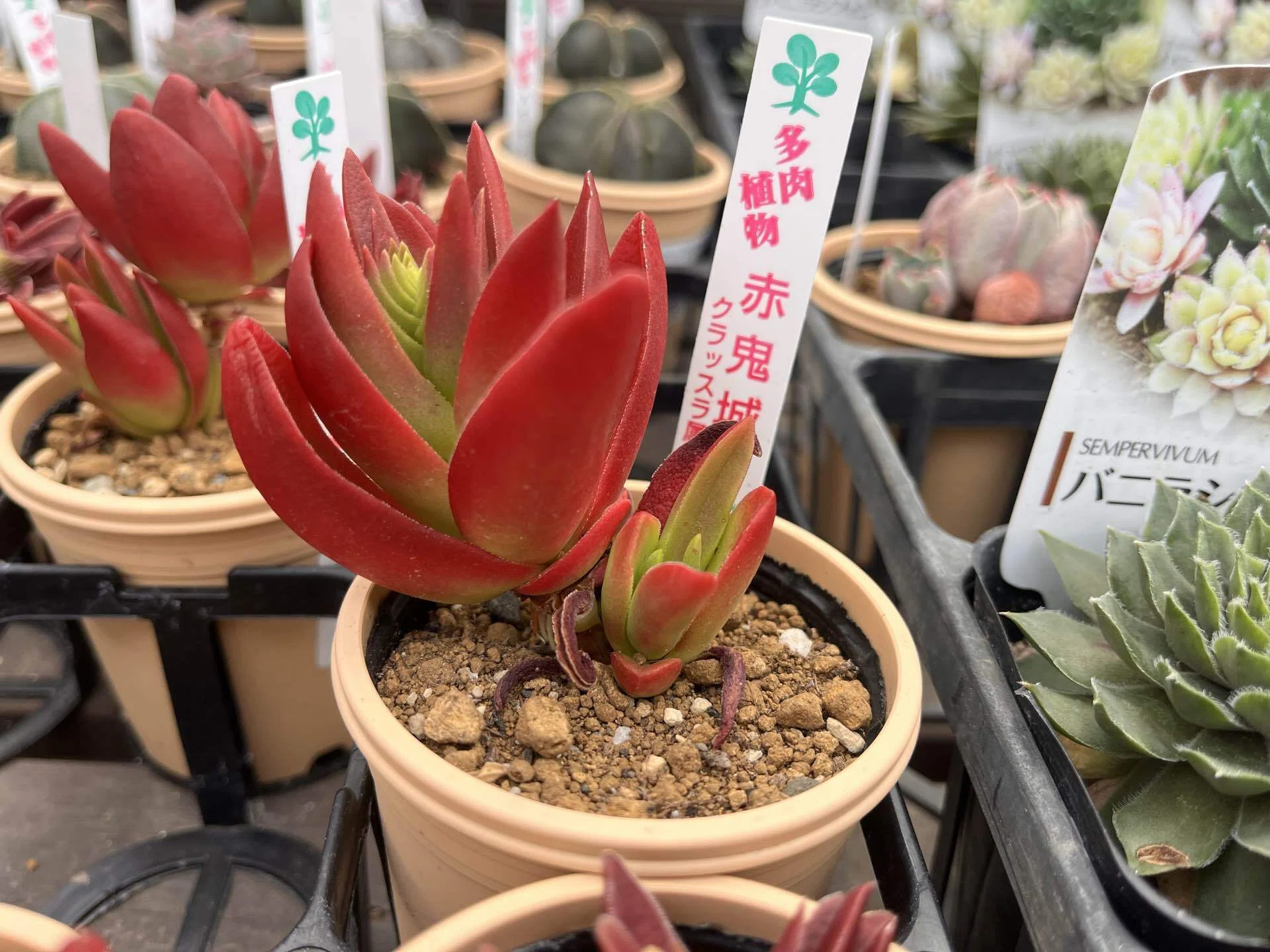 竜の色を探して｜多肉植物の名前が厨二病すぎる！第六話｜マイキー🐣