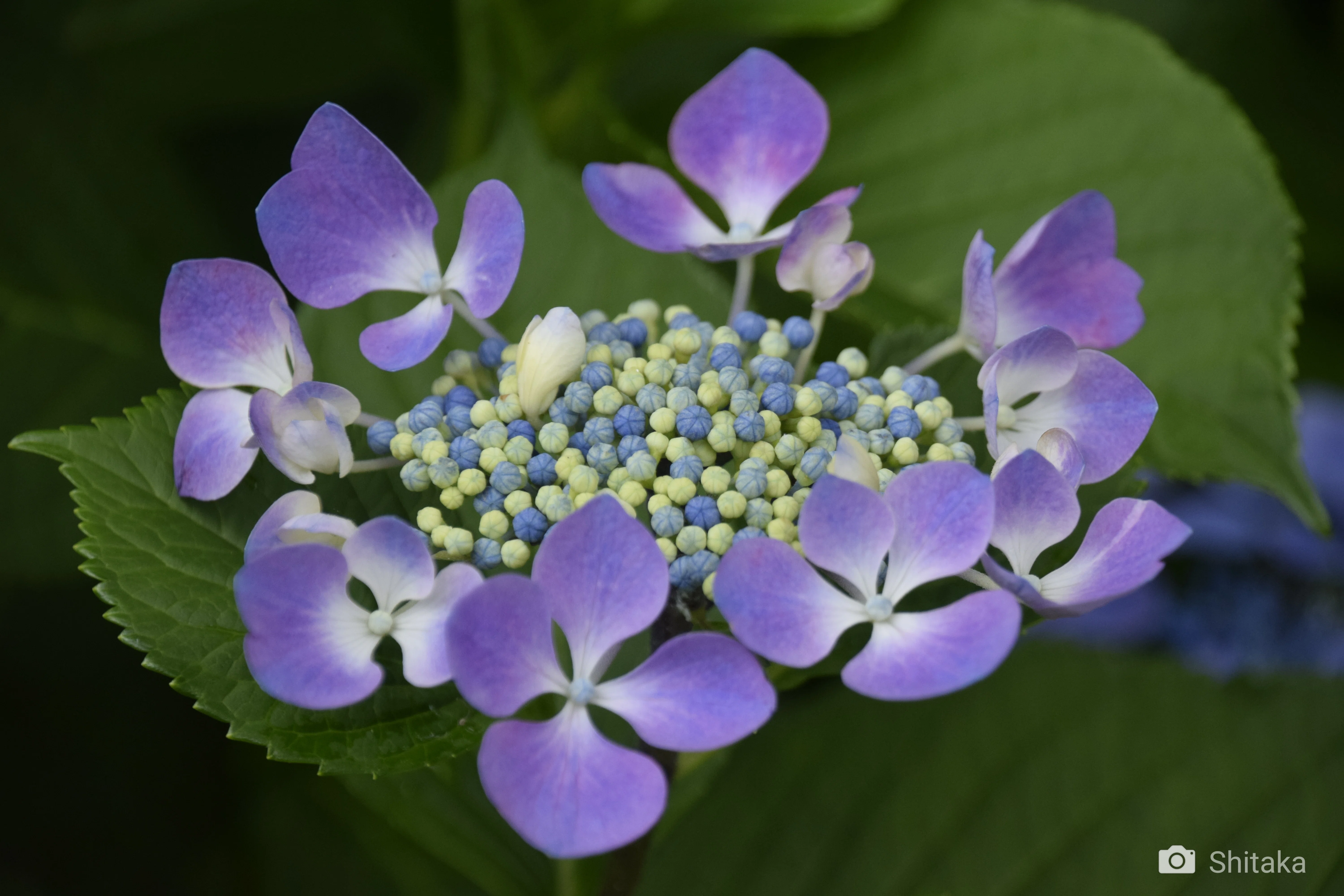 大乗寺の紫陽花。D3300で撮る。｜志鷹英男（ShitakaHideo）