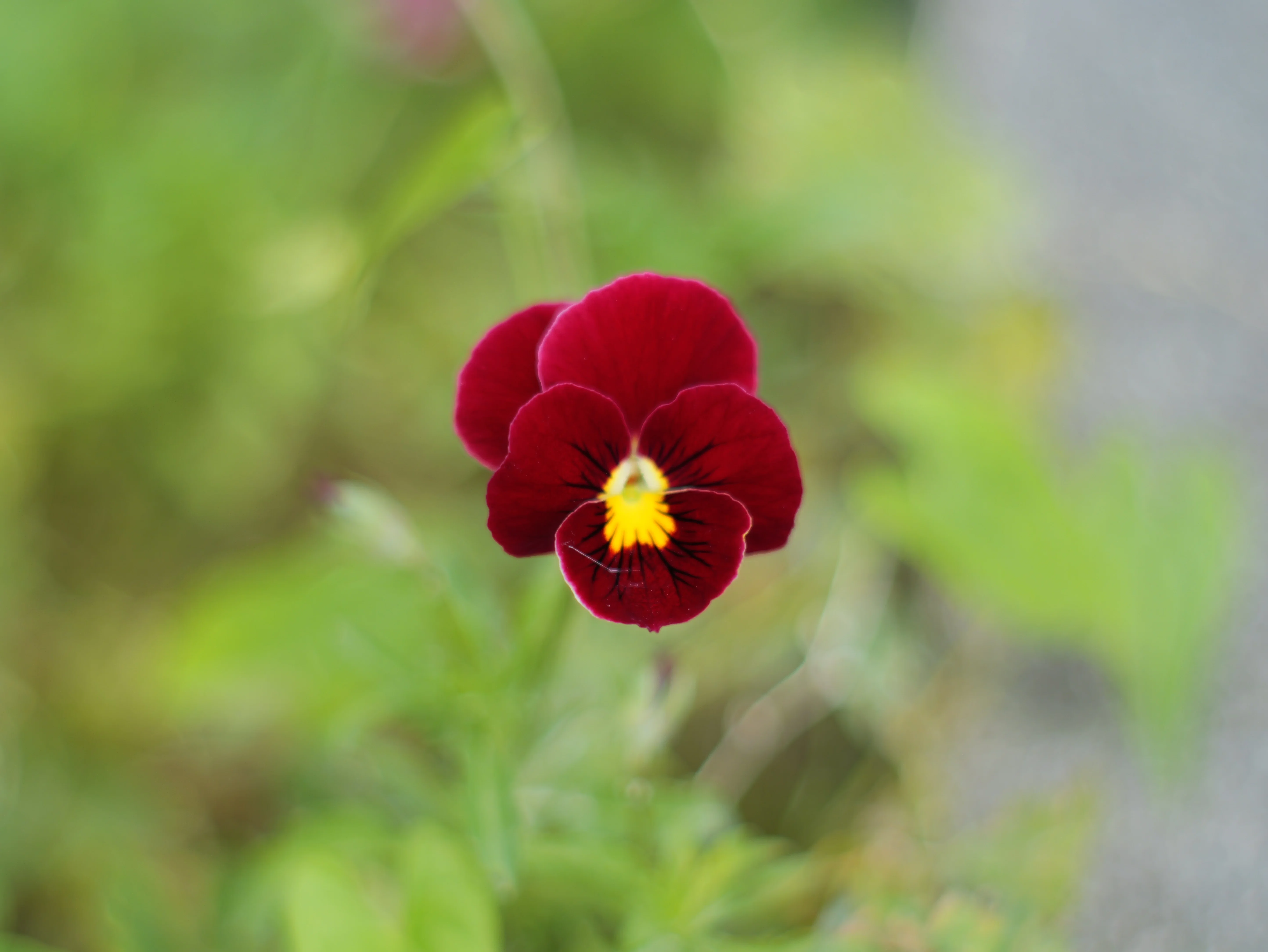 マイクロフォーサーズで生きていく】オールドレンズで描く初夏の花々と