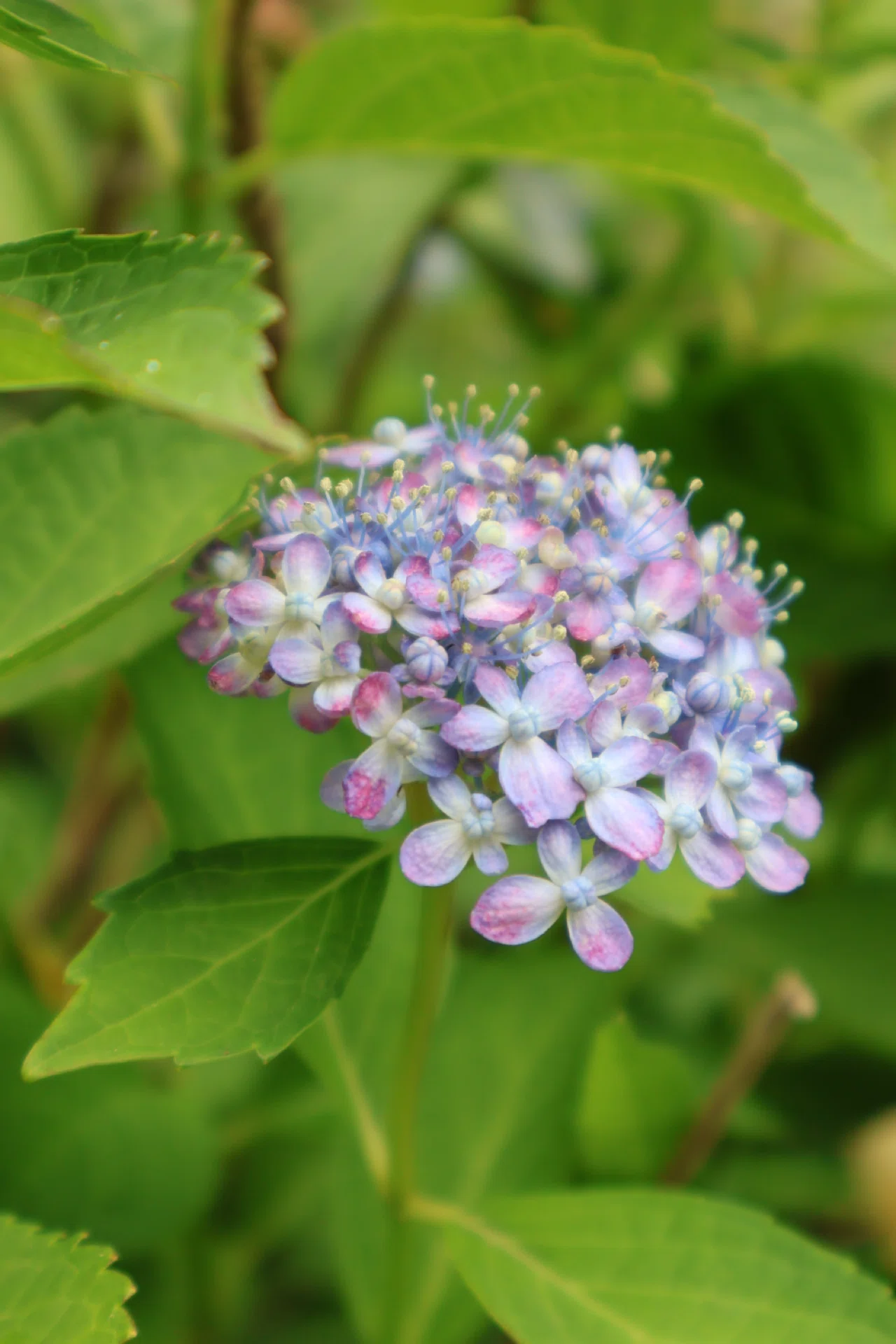 珍しい？なかなか見つけられない紫陽花たち｜kaori |