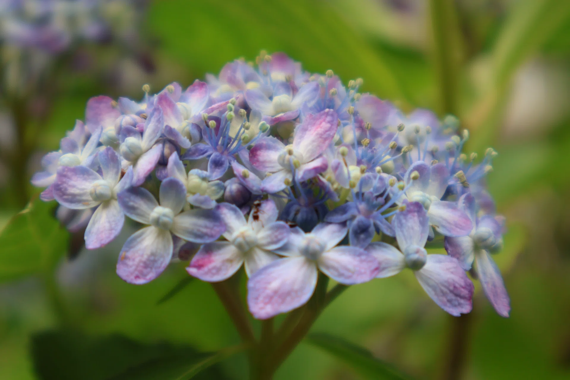 珍しい？なかなか見つけられない紫陽花たち｜kaori |