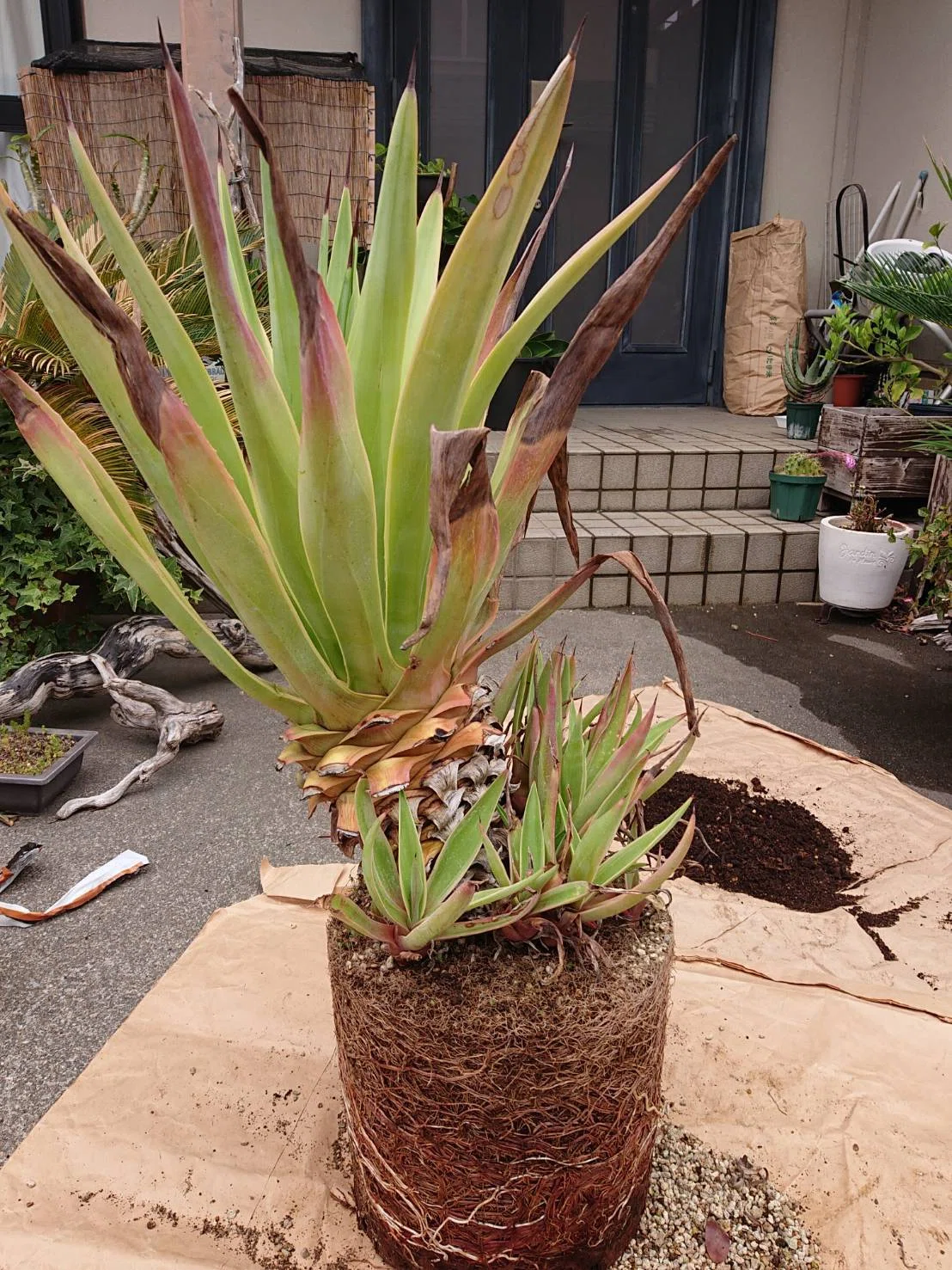 反省】放置しすぎたアガベ・ベネズエラを1年遅れで植え替えたら