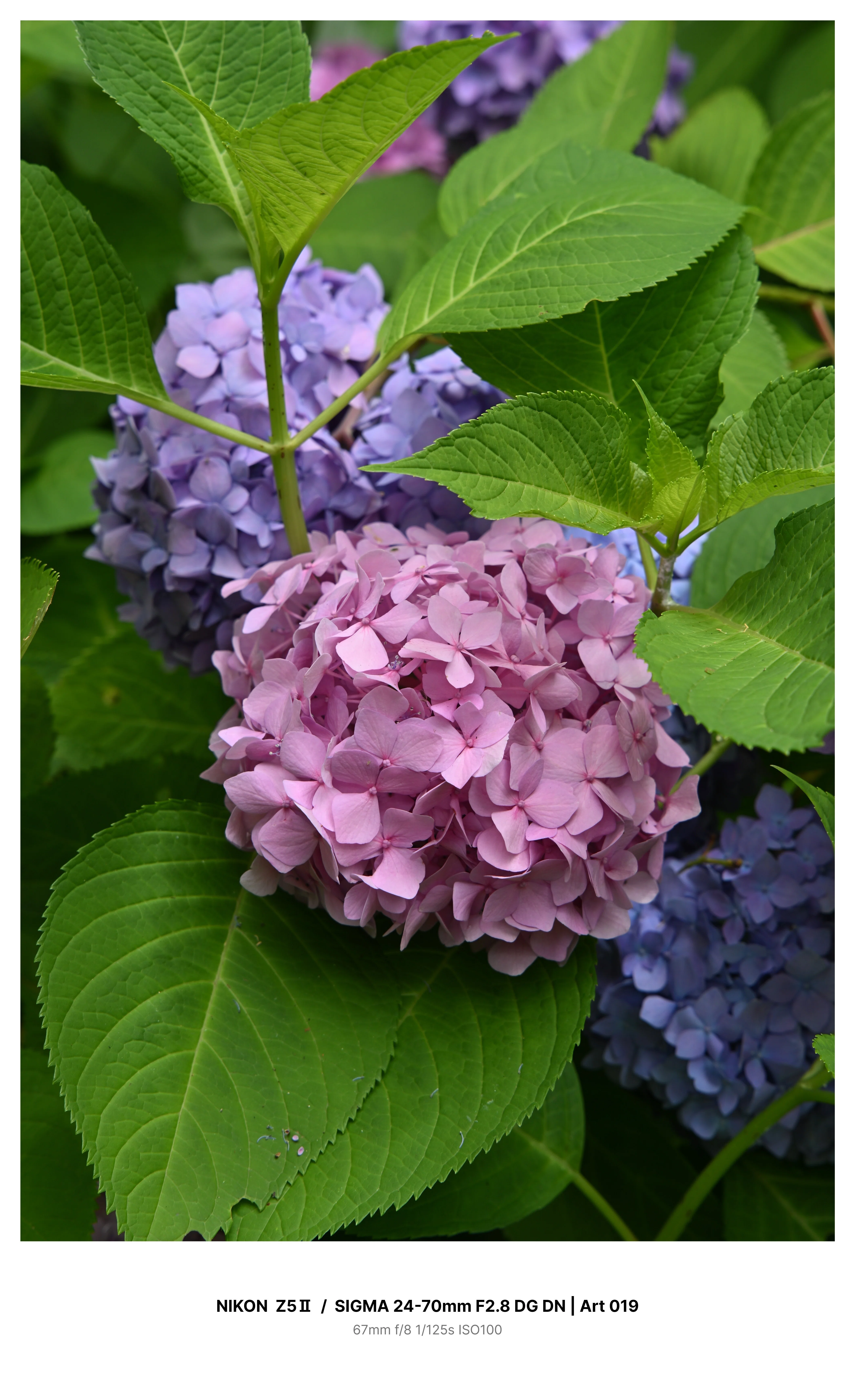 金沢で満開の紫陽花を求めてカメラさんぽ Z5Ⅱ｜kenken