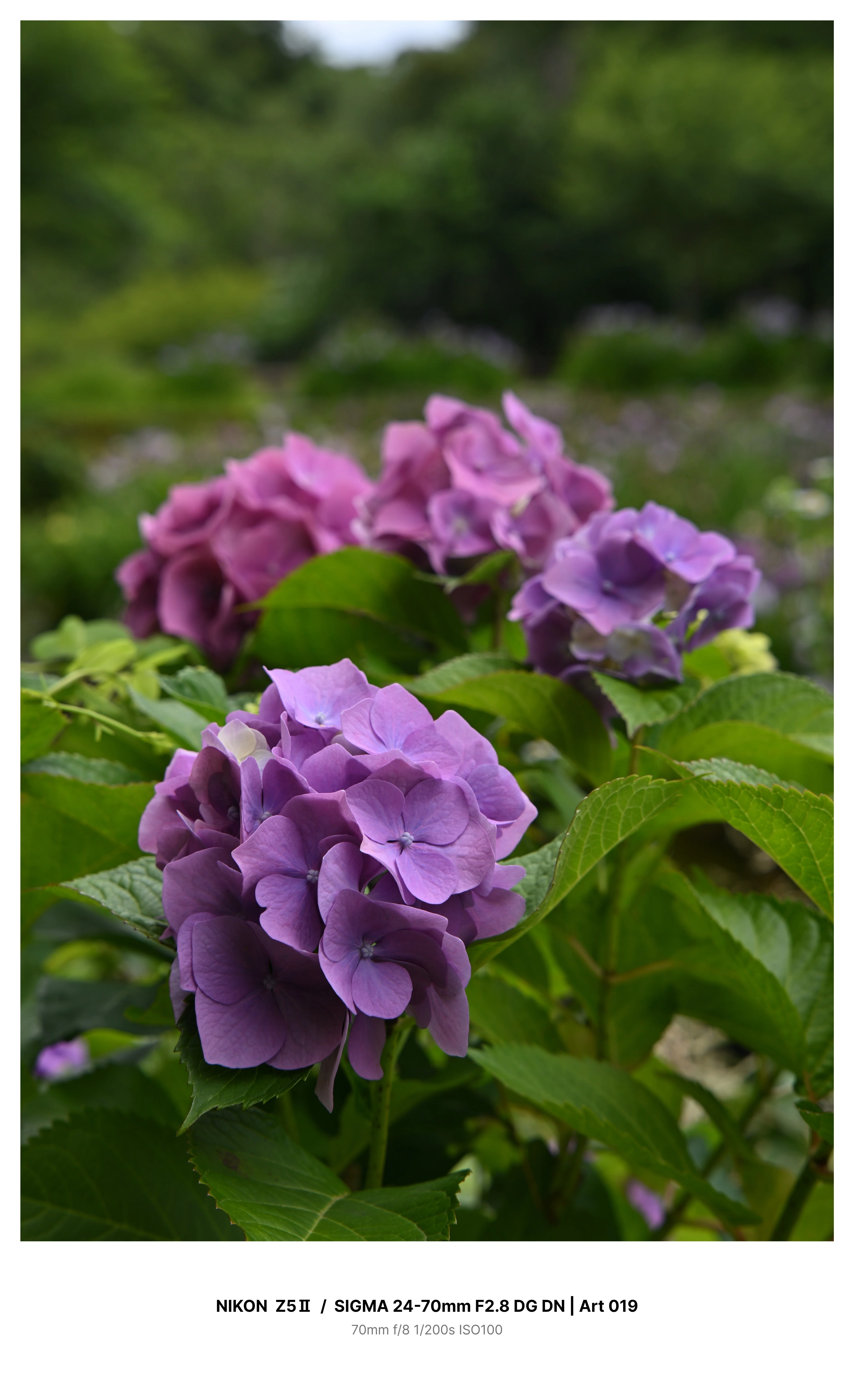 紫陽花 金沢で満開の紫陽花を求めてカメラさんぽ Z5Ⅱ｜kenken