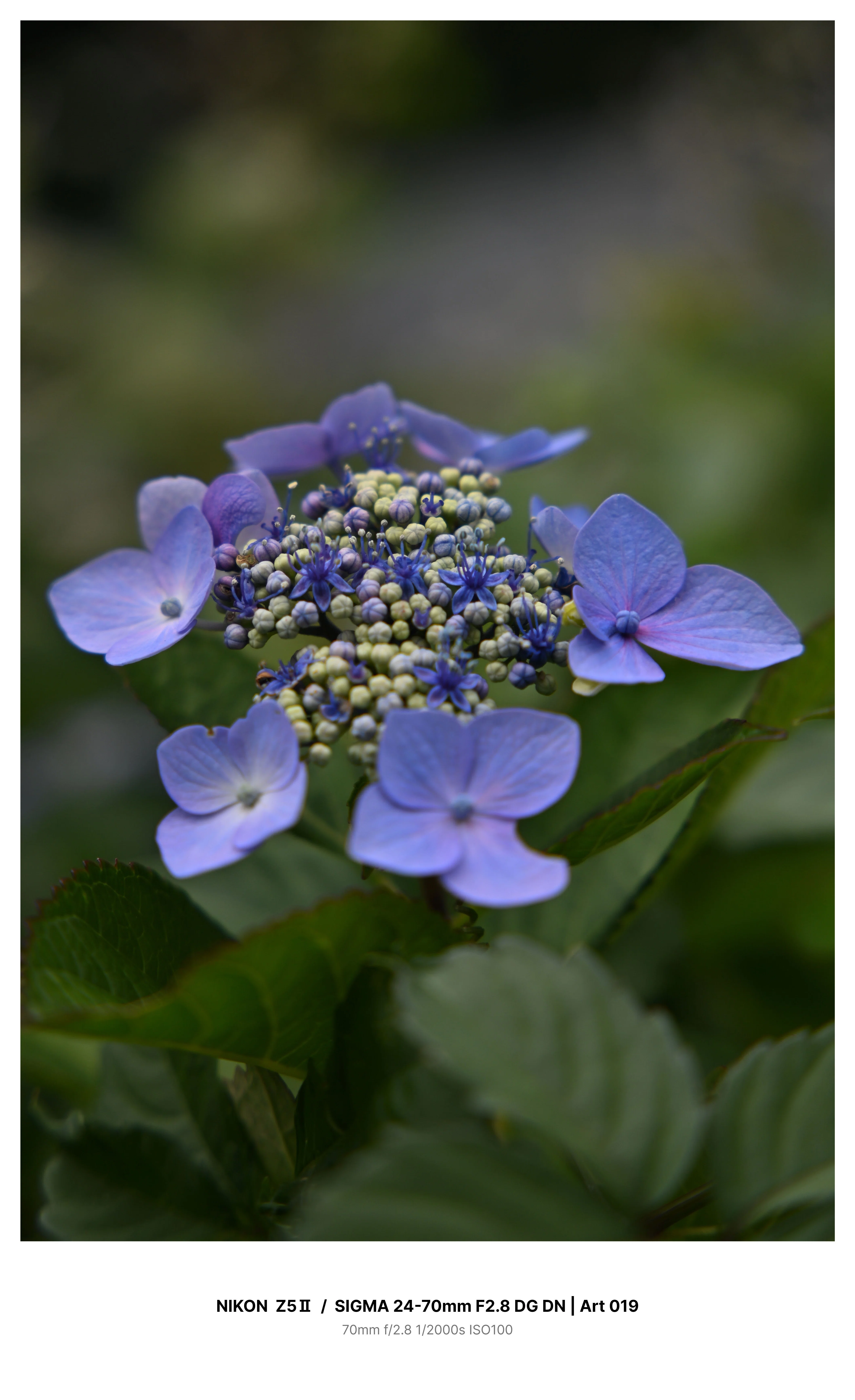 紫陽花 金沢で満開の紫陽花を求めてカメラさんぽ Z5Ⅱ｜kenken