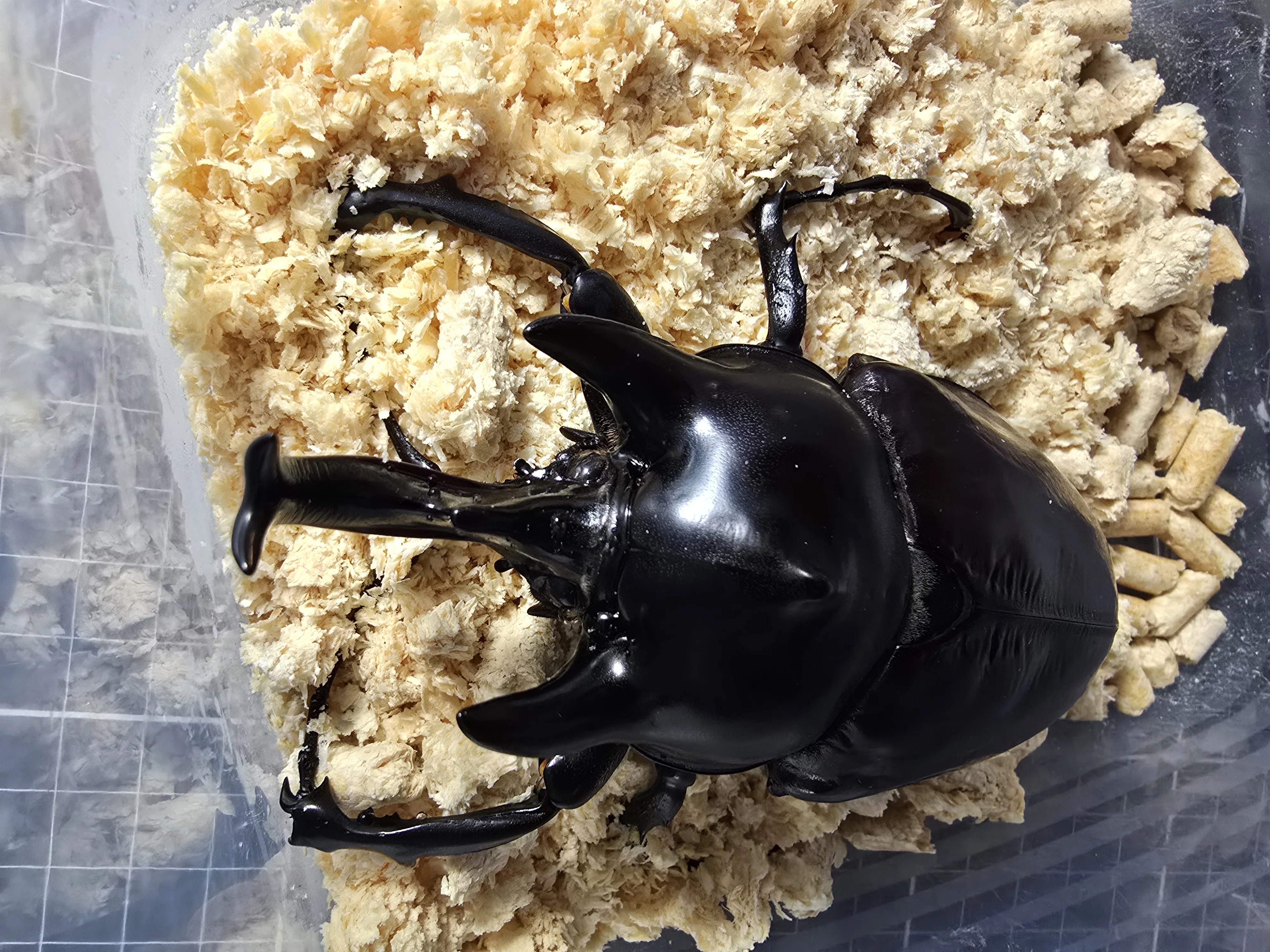 たけのこな物語 ついに！アクティオンゾウカブトのオスが羽化！｜CJL昆虫