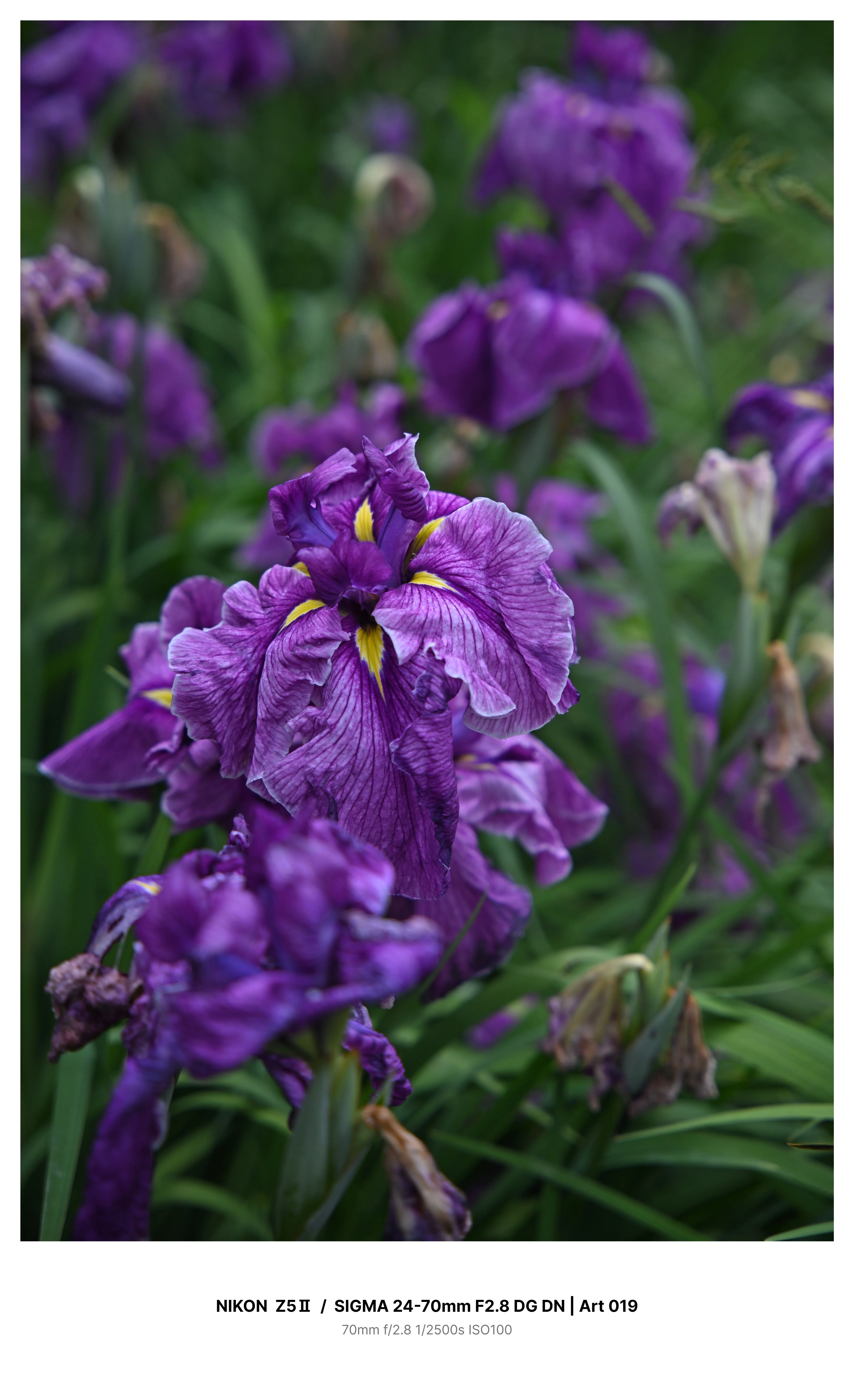 金沢で満開の花菖蒲を求めてカメラさんぽ Z5Ⅱ｜kenken