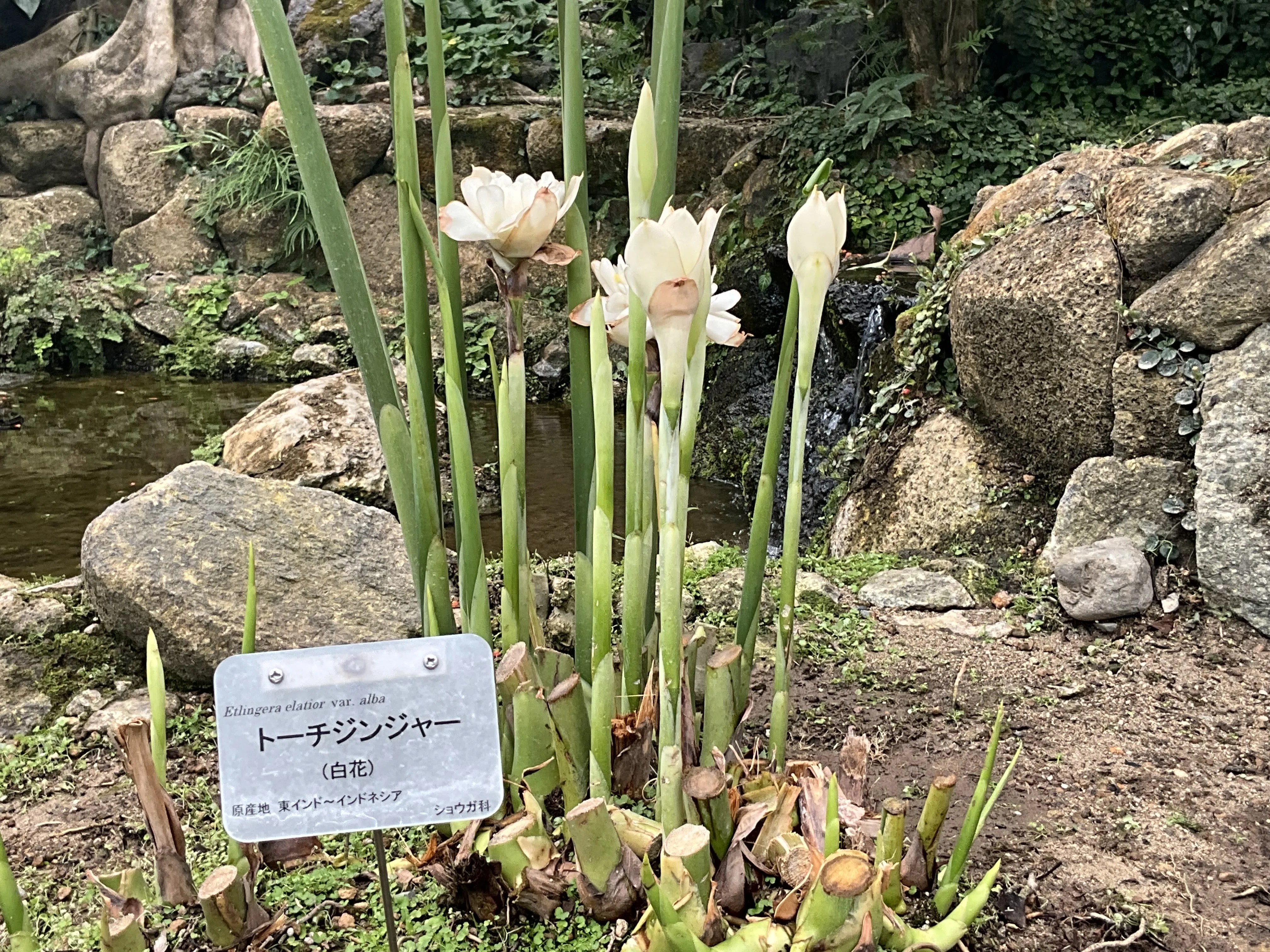 トーチジンジャー3種③ トーチジンジャー（京都府立植物園）：2026年6月23日（火）｜藤井秀昭