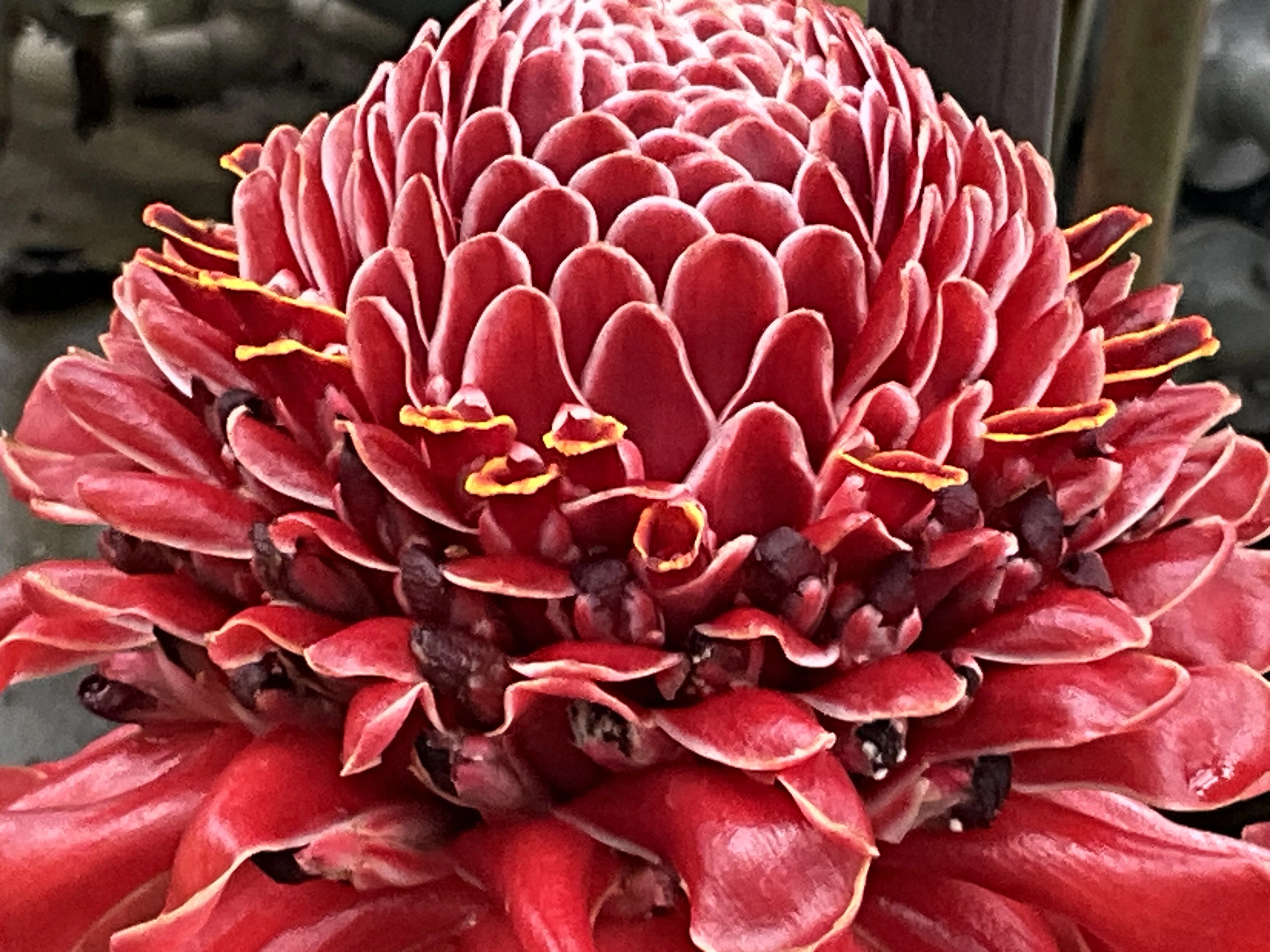 トーチジンジャー（京都府立植物園）：2026年6月23日（火）｜藤井秀昭