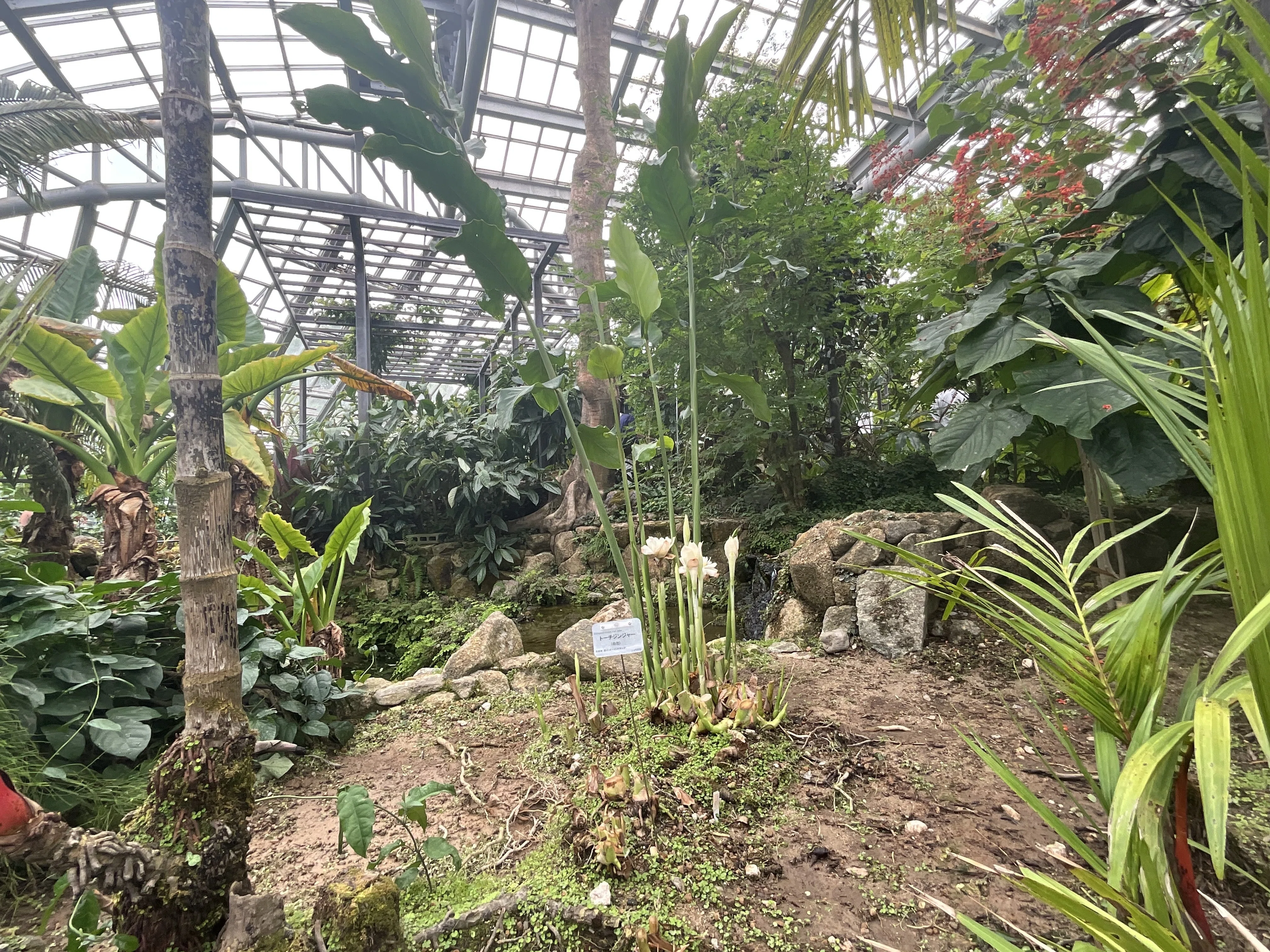 トーチジンジャー（京都府立植物園）：2026年6月23日（火）｜藤井秀昭
