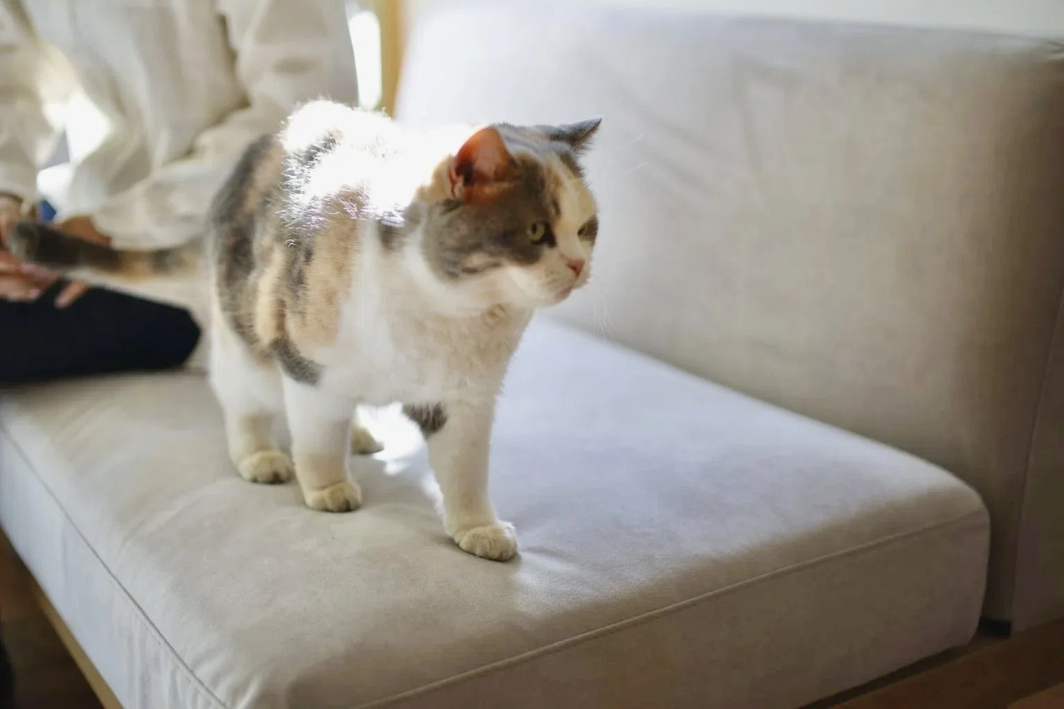 猫のために、インテリアを諦めない。美しさとタフさを両立する「FUMI