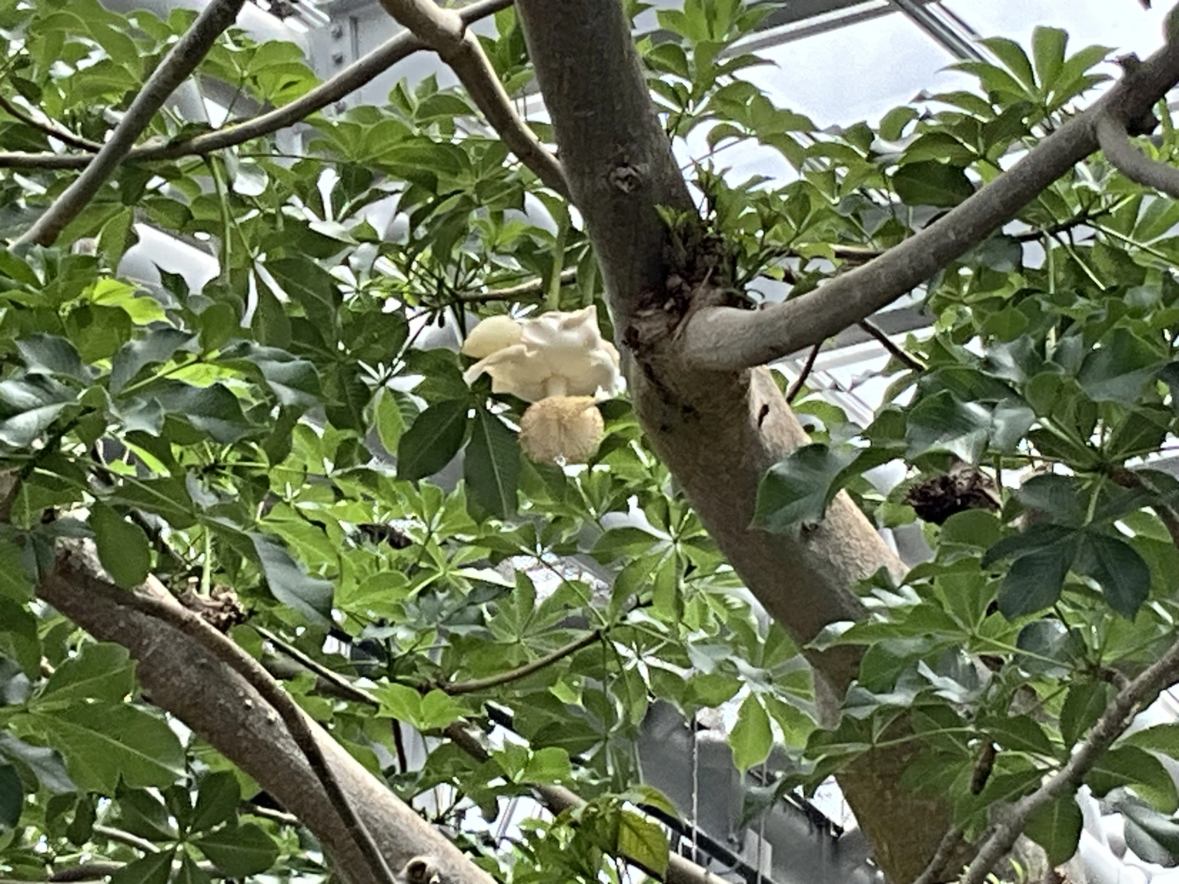 アフリカバオバブの開花（京都府立植物園）：2026年6月22日（月