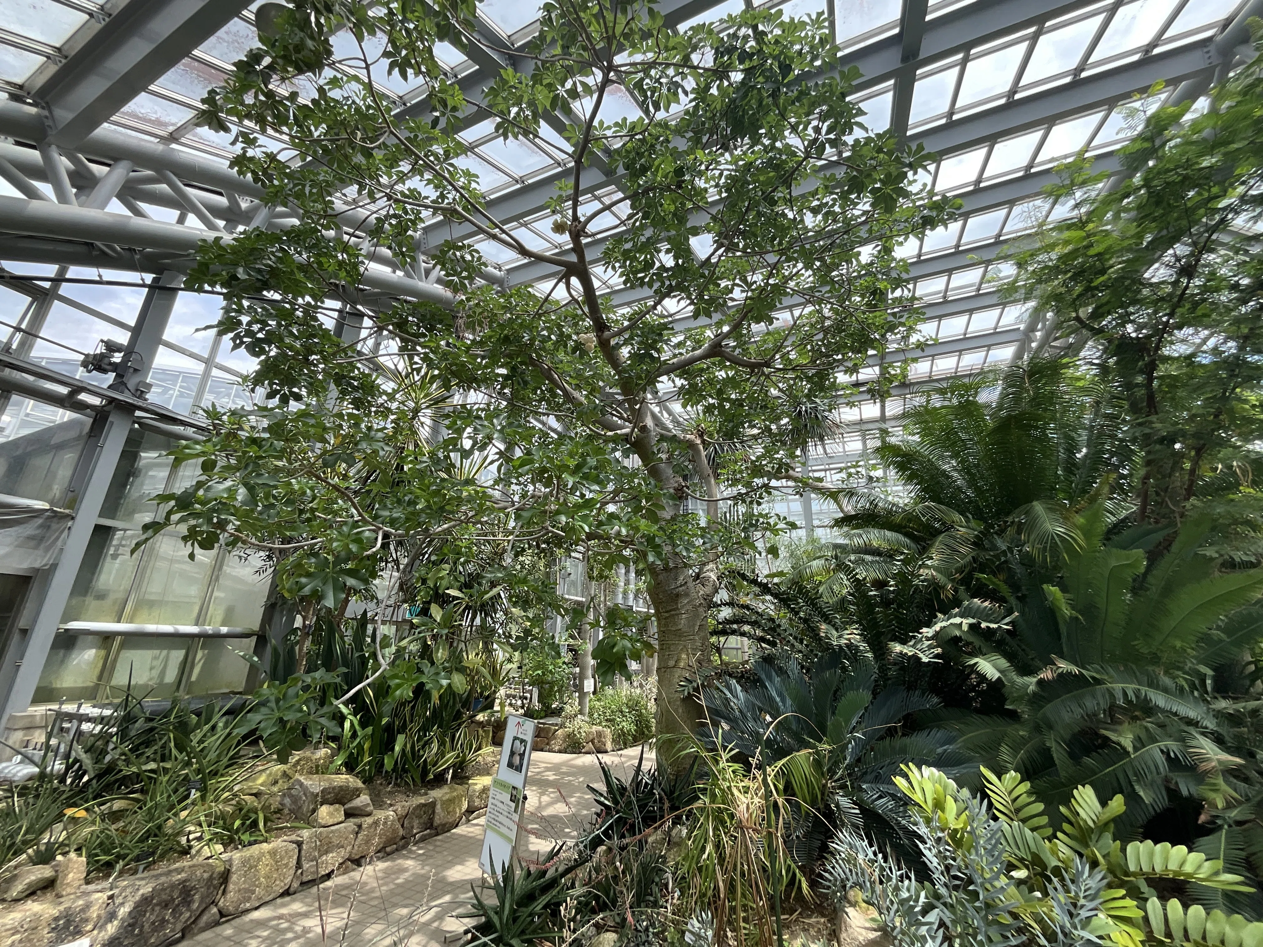 アフリカバオバブの開花（京都府立植物園）：2026年6月22日（月