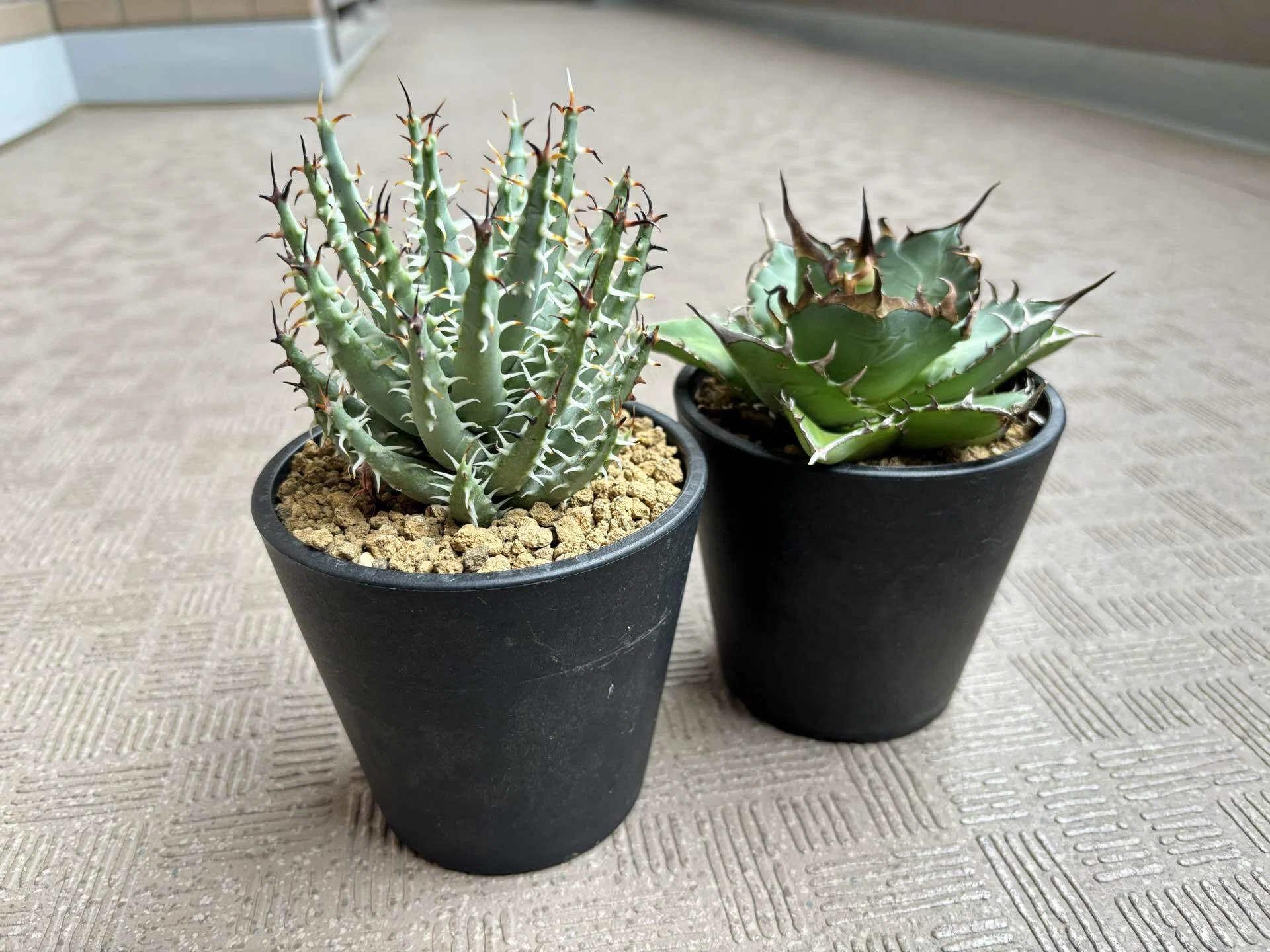 Kaiju Plantで購入した萬古焼3.5号鉢レビュー｜植物を引き立てる渋さと