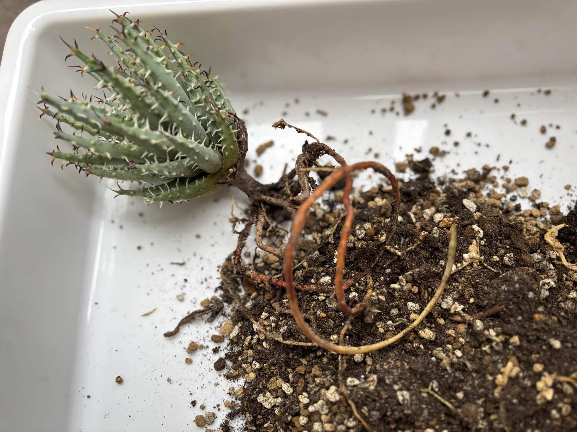 Kaiju Plantで購入した萬古焼3.5号鉢レビュー｜植物を引き立てる渋さと