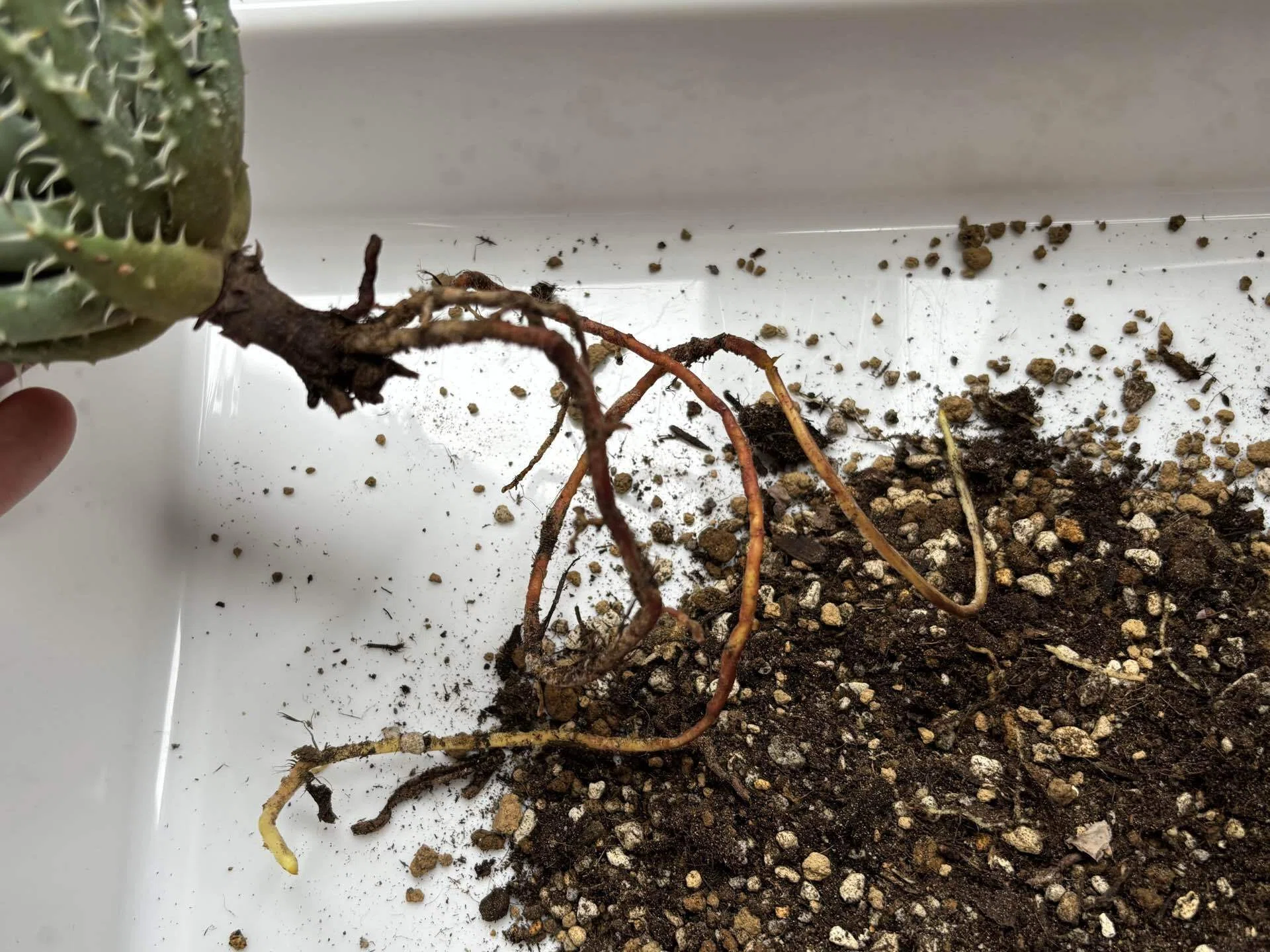 Kaiju Plantで購入した萬古焼3.5号鉢レビュー｜植物を引き立てる渋さと