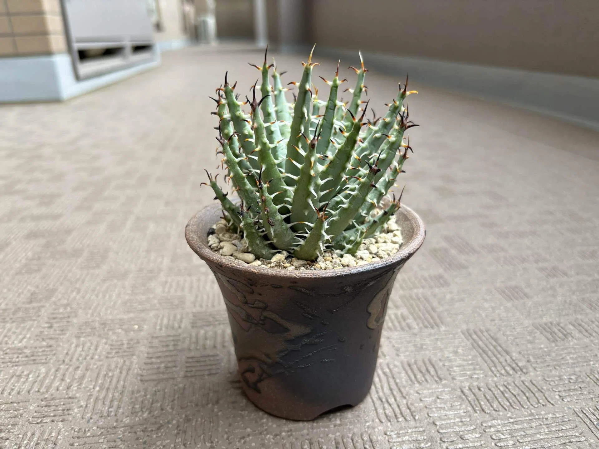 Kaiju Plantで購入した萬古焼3.5号鉢レビュー｜植物を引き立てる渋さと