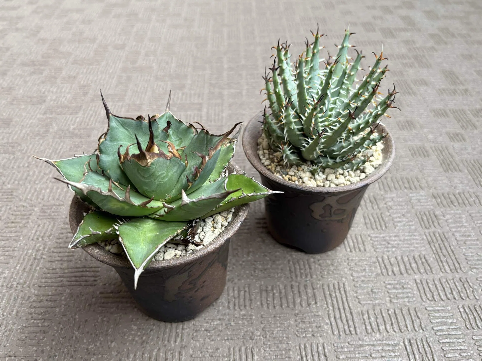 Kaiju Plantで購入した萬古焼鉢レビュー｜植物を引き立てる渋さと実用