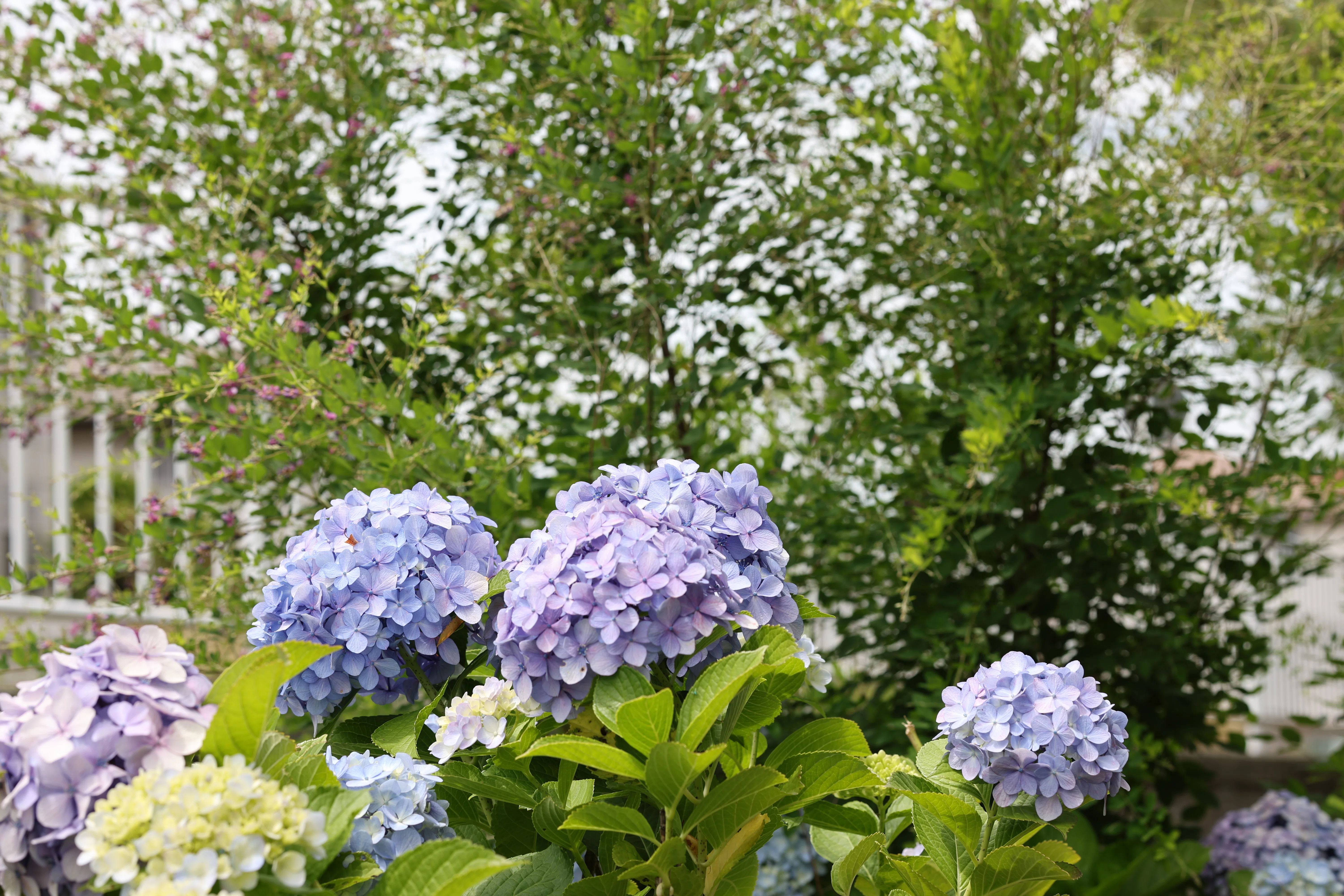 紫陽花 歳時記】紫陽花その2｜XJun
