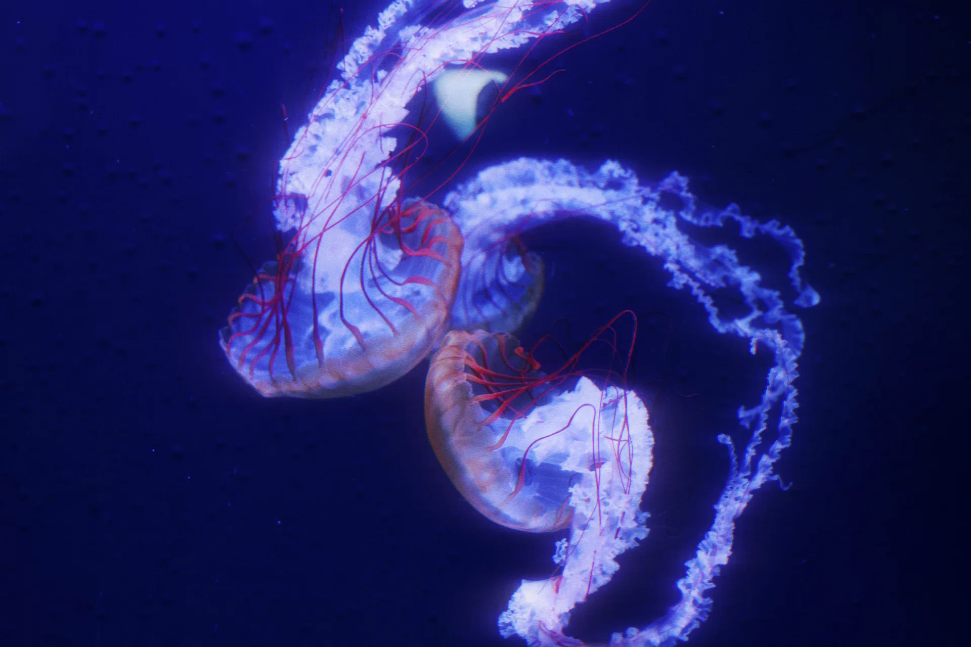 1782099115-