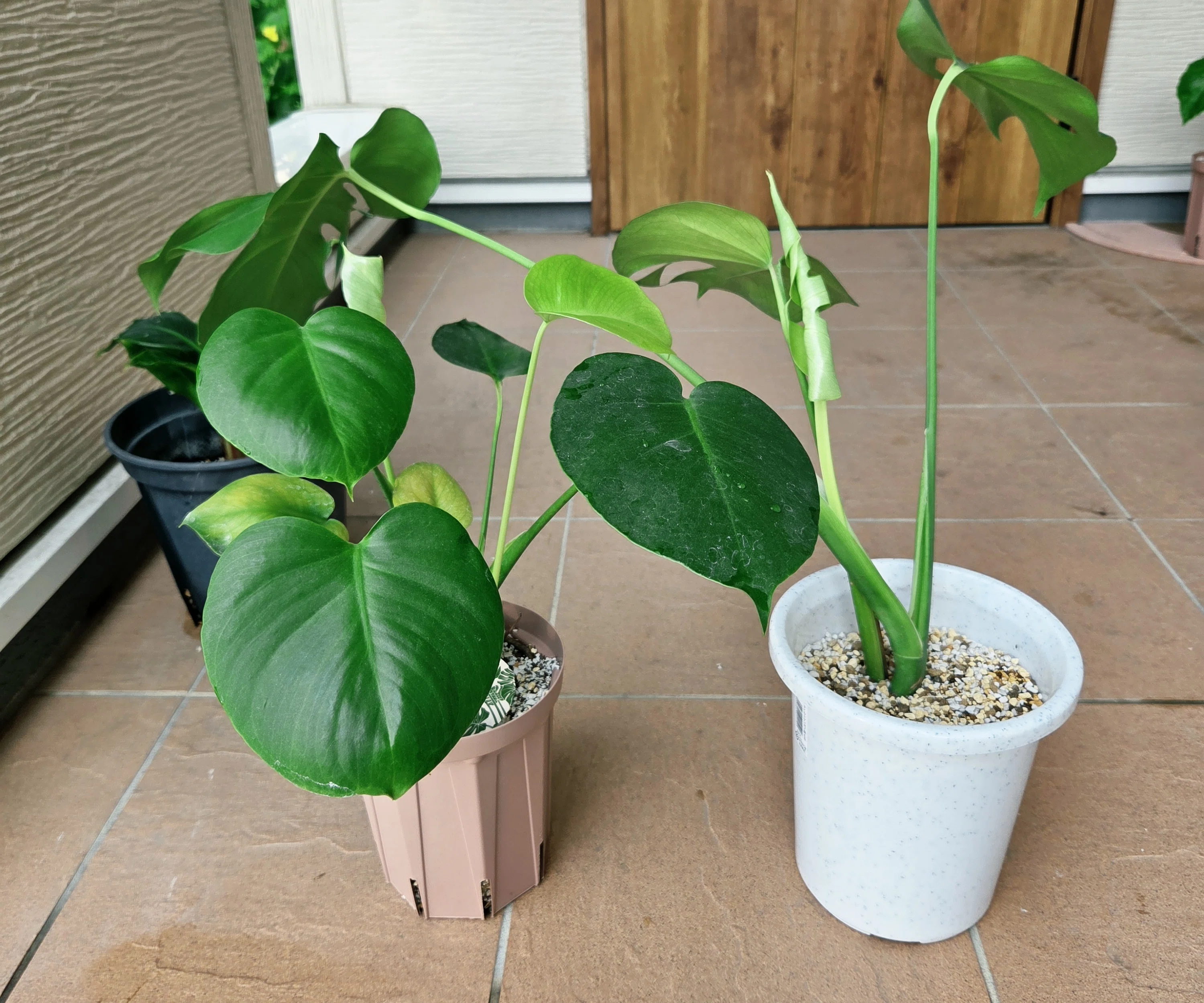 超極太モンステラ トップカット【新芽付き・実付き】 巨大