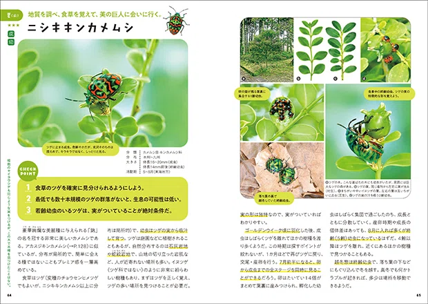 お目当ての「あの虫」に出会う楽しさは格別｜ブンイチ（文一総合出版）