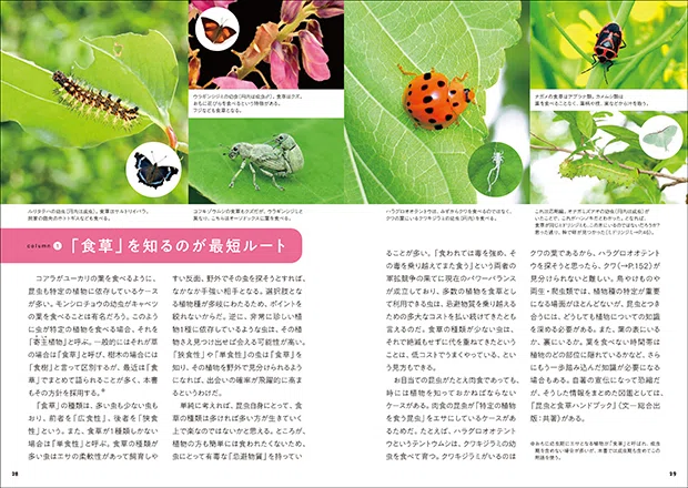 お目当ての「あの虫」に出会う楽しさは格別｜ブンイチ（文一総合出版）