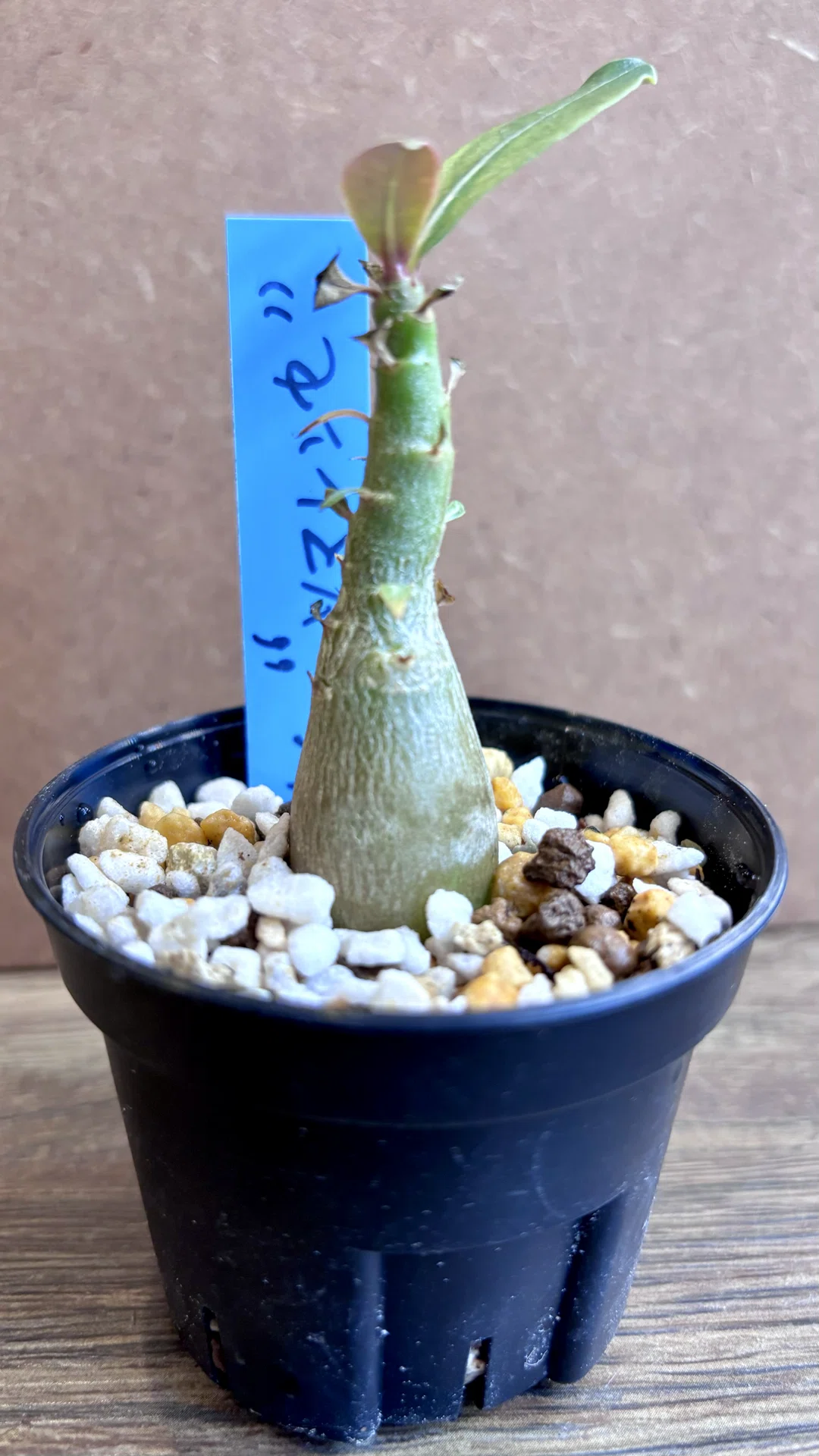 アデニウム|ソマレンセ|ボトル型｜cova 塊根植物に沼った美容師の独り言