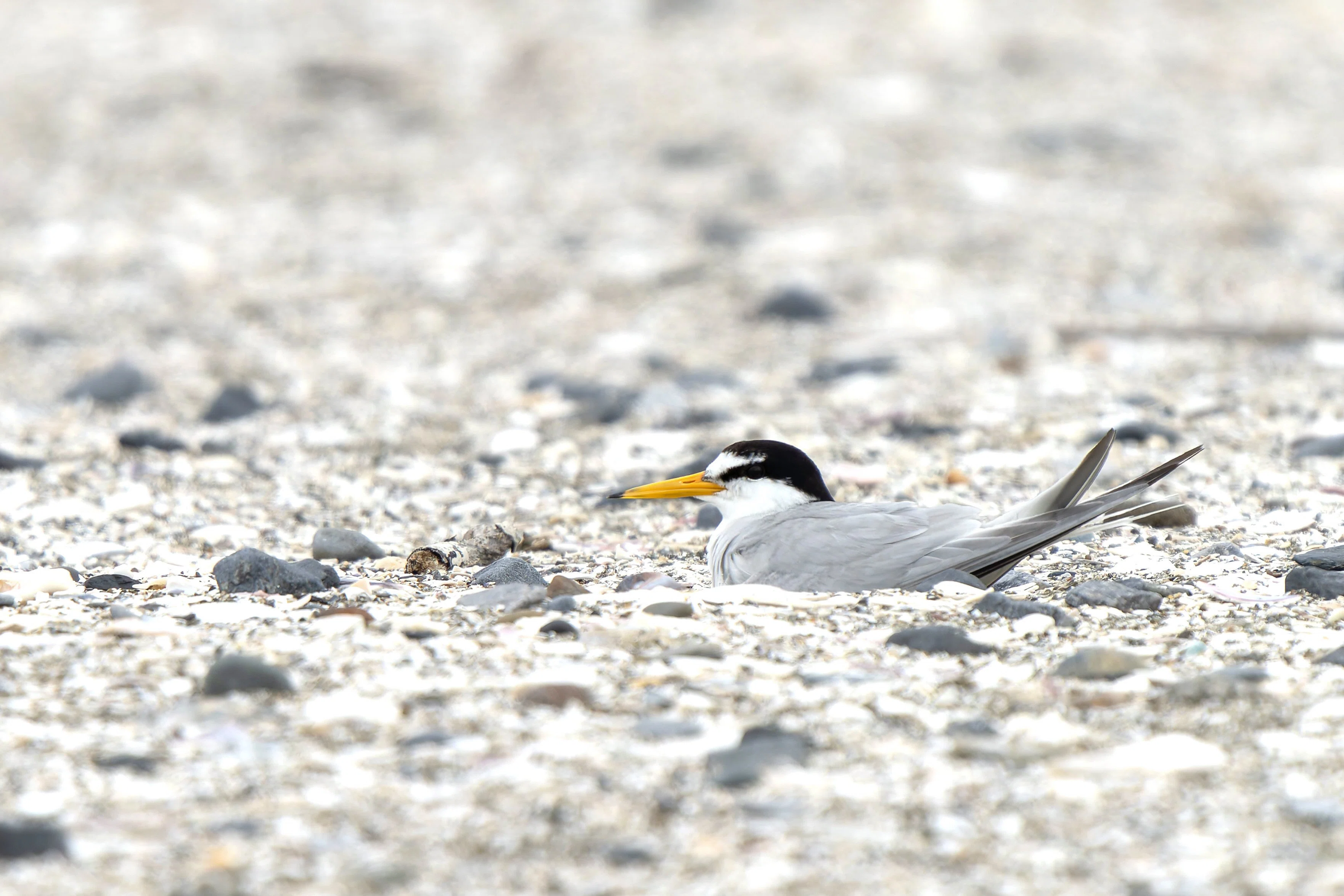 Highly Susceptible to Human Activity! The Endangered Little Tern