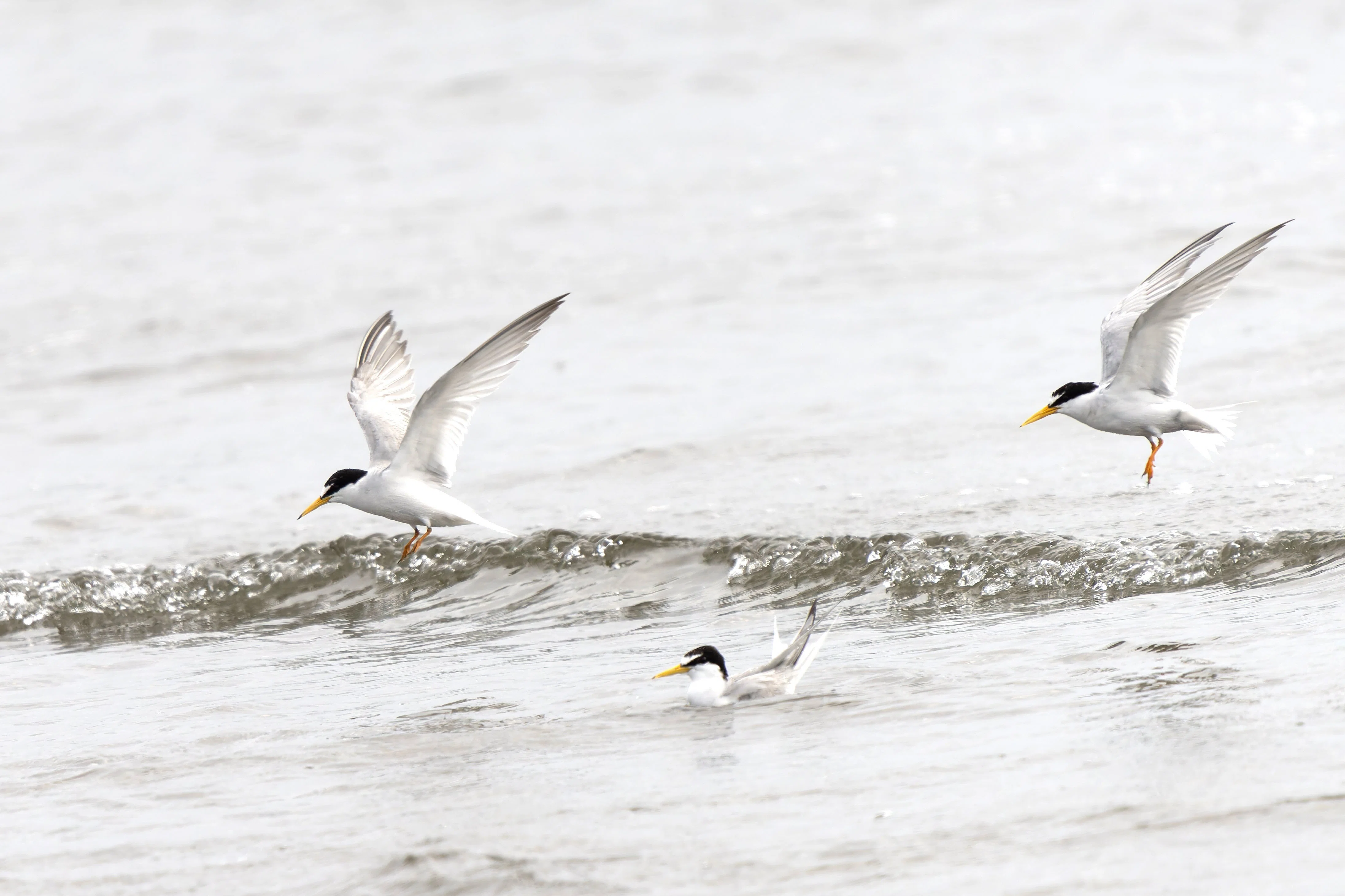 Highly Susceptible to Human Activity! The Endangered Little Tern