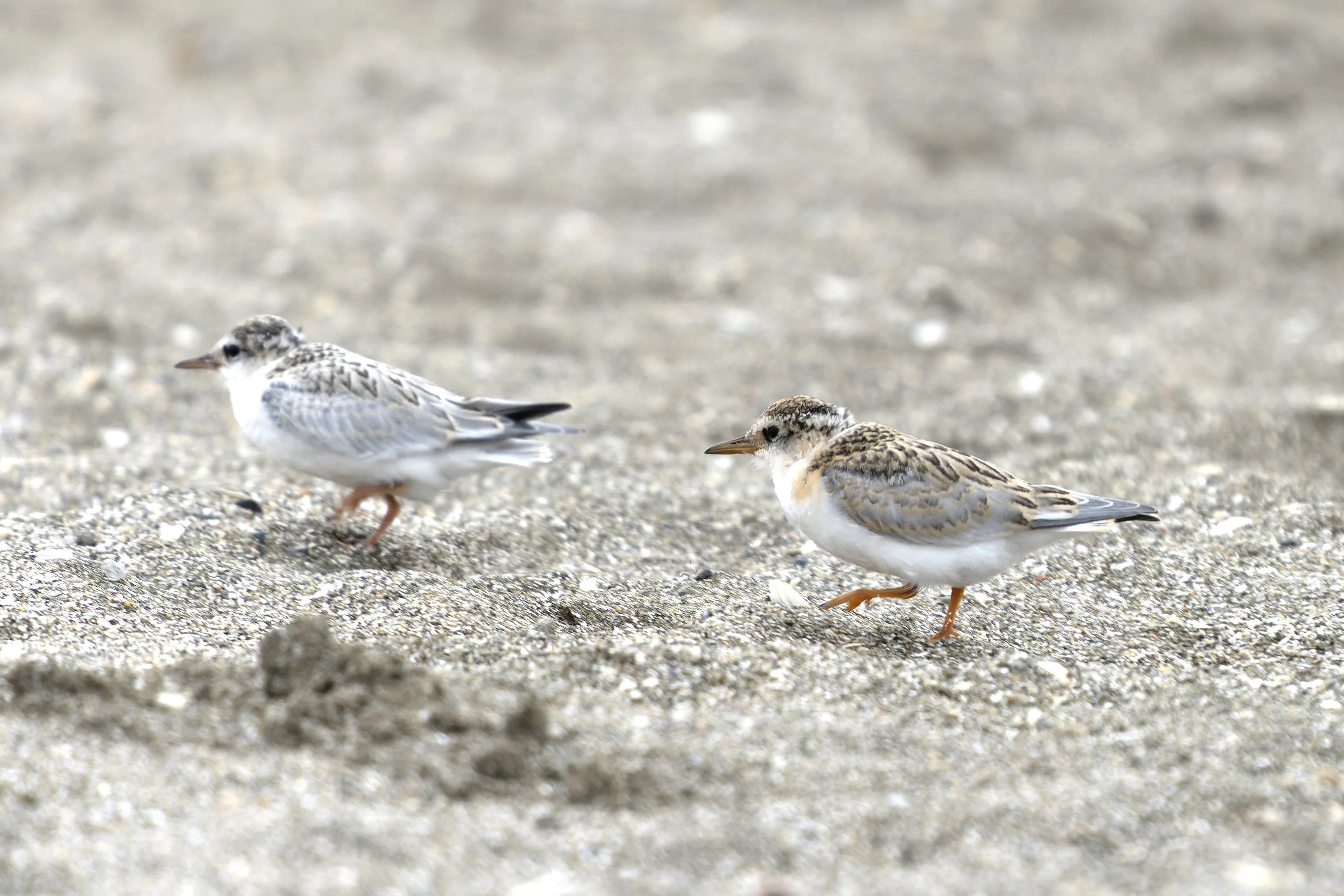 Highly Susceptible to Human Activity! The Endangered Little Tern