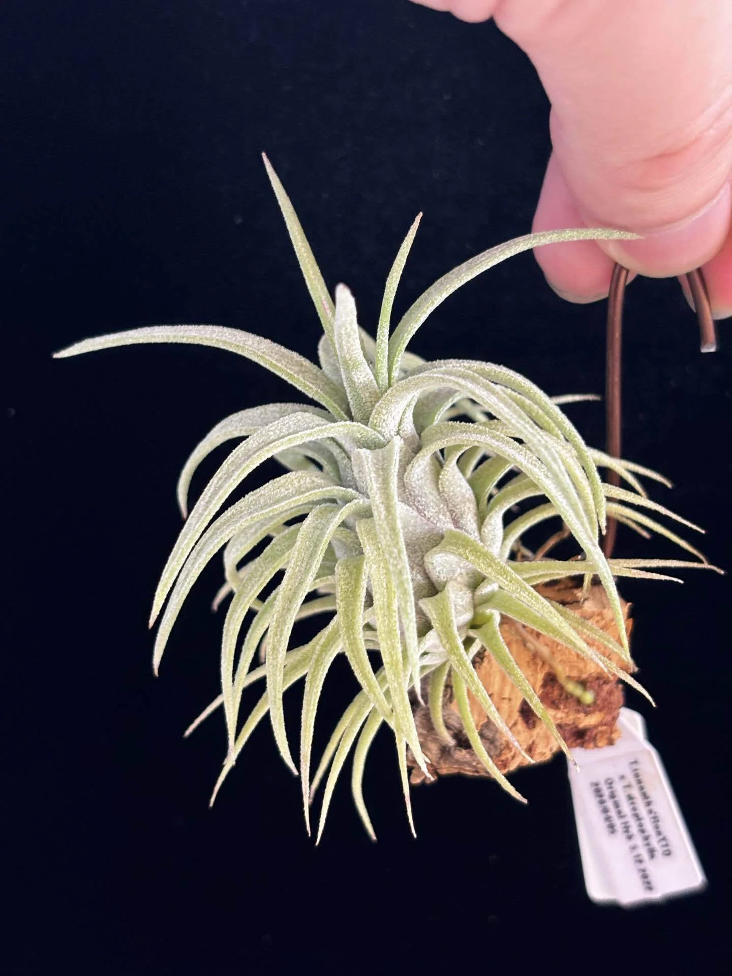 ionantha'Ron'(TI) x streptophylla from Kino Kiyotaka (Original