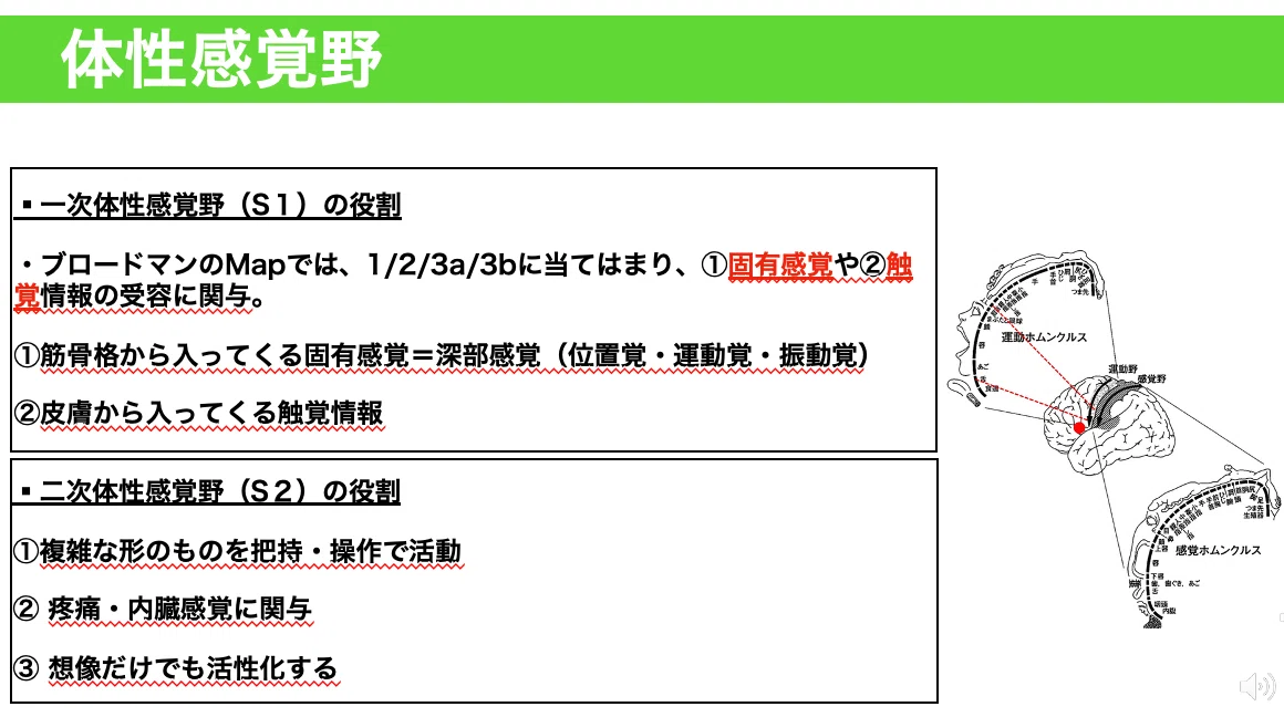 【脳科学】頭頂葉の解剖・生理学を完全攻略|リハビリの流儀