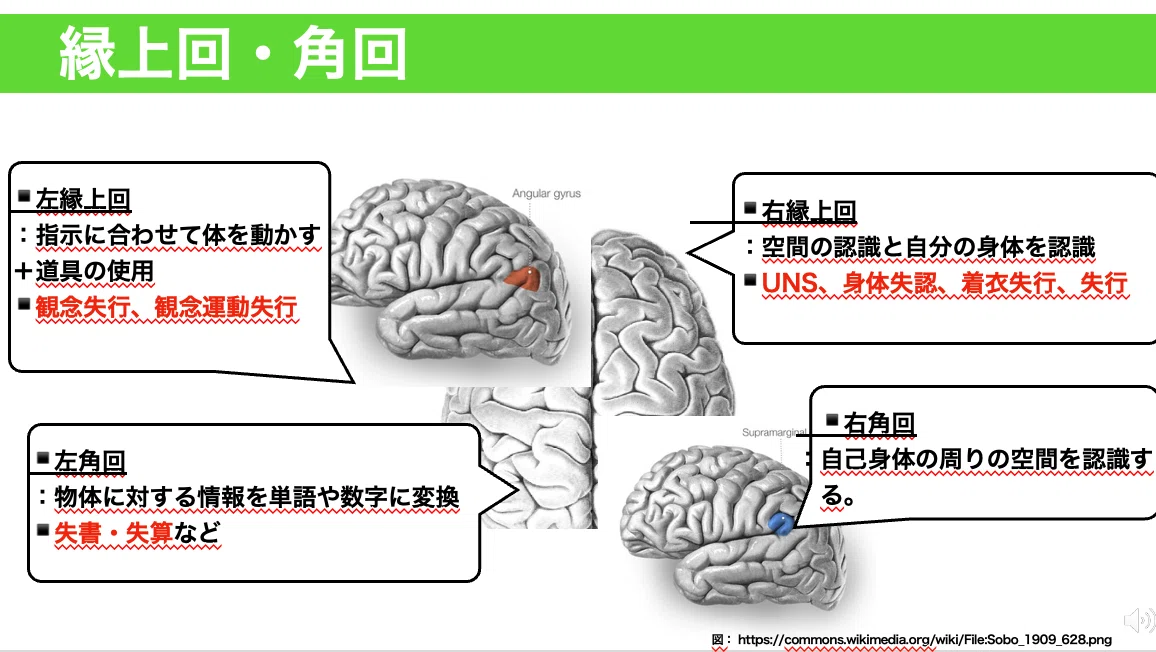 【脳科学】頭頂葉の解剖・生理学を完全攻略|リハビリの流儀