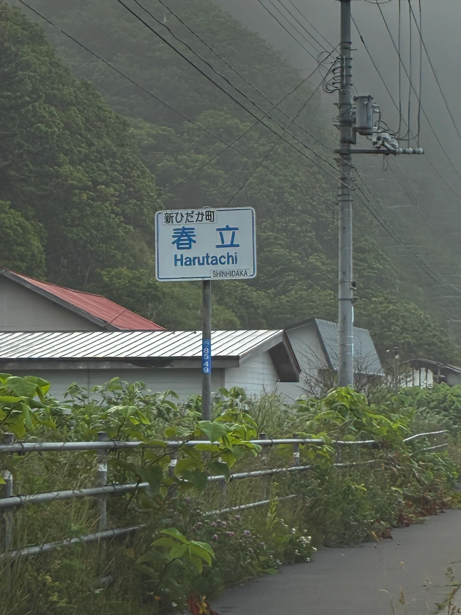 マグロが「害獣」になった日——北海道・新ひだかの定置網で、いま何が