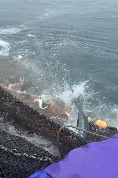 マグロが「害獣」になった日——北海道・新ひだかの定置網で、いま何が