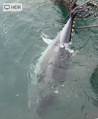 マグロが「害獣」になった日——北海道・新ひだかの定置網で、いま何が